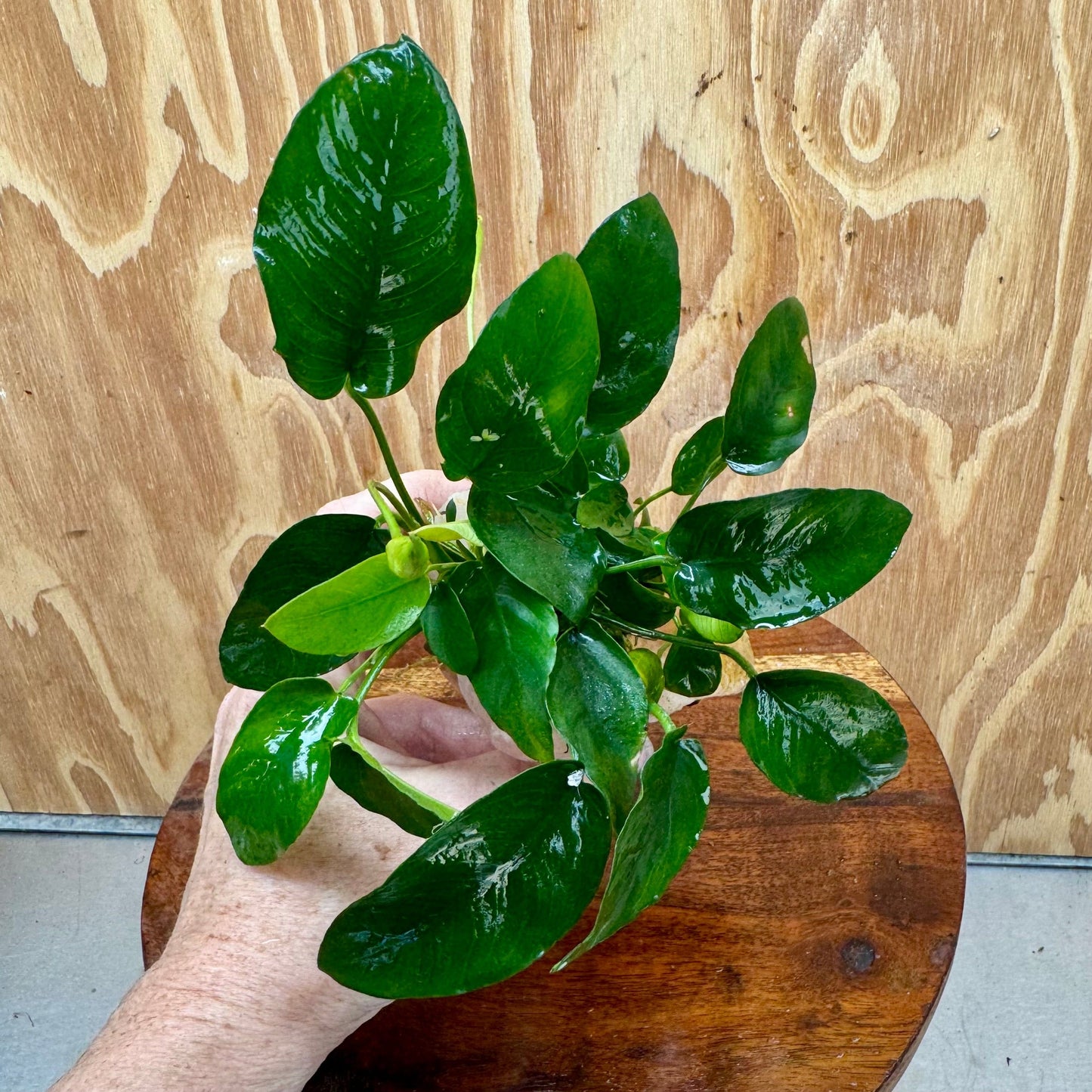 Pisces Enterprises One Only Rose Quartz Creation with Anubias Nana - ONE ONLY Buy Aquarium Plants Rose Quartz Creation with Anubias Nana - ONE ONLY