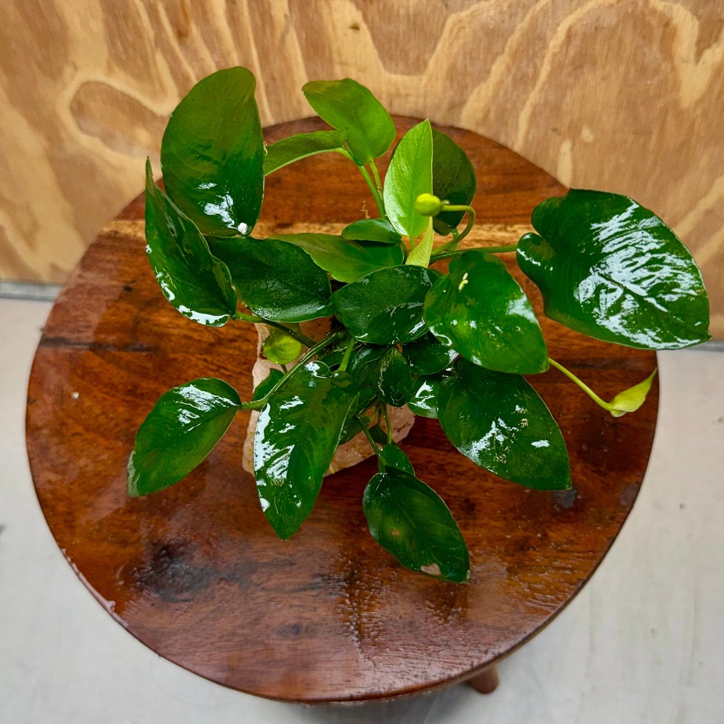 Pisces Enterprises One Only Rose Quartz Creation with Anubias Nana - ONE ONLY Buy Aquarium Plants Rose Quartz Creation with Anubias Nana - ONE ONLY