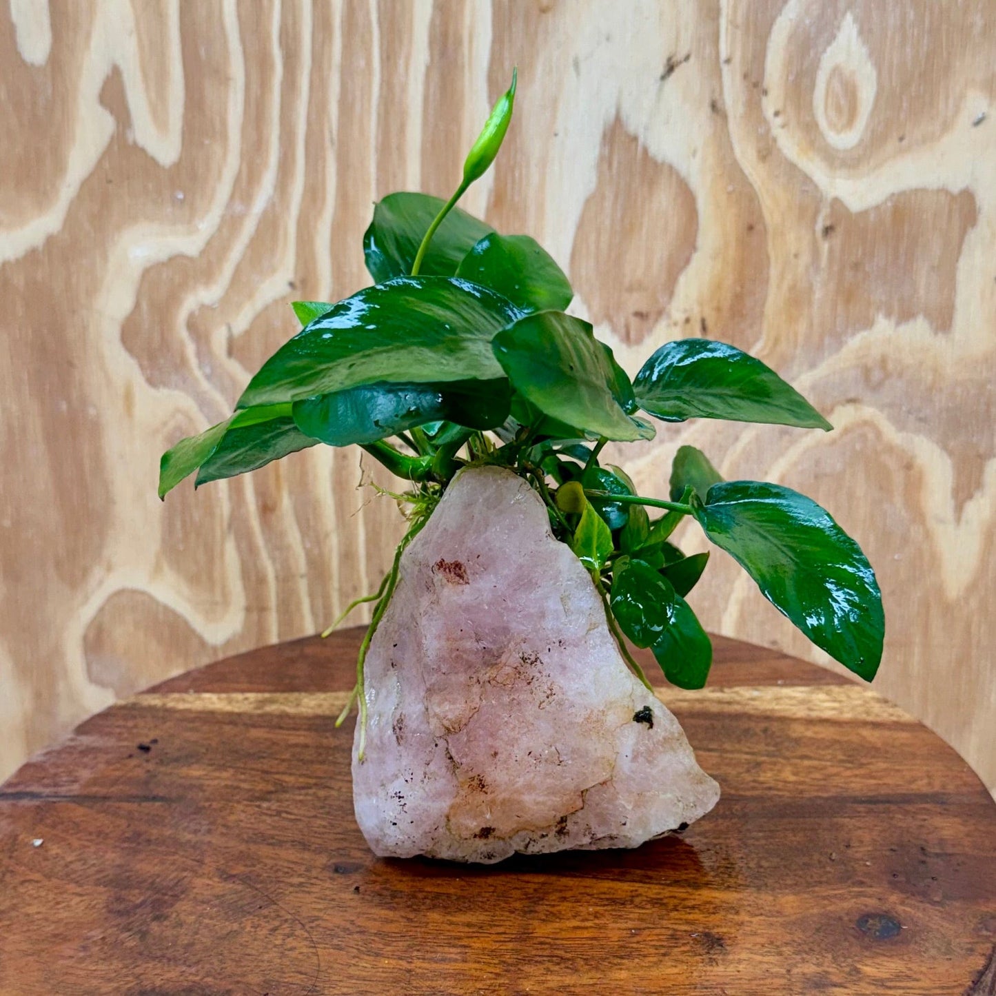 Pisces Enterprises One Only Rose Quartz Creation with Anubias Nana - ONE ONLY Buy Aquarium Plants Rose Quartz Creation with Anubias Nana - ONE ONLY