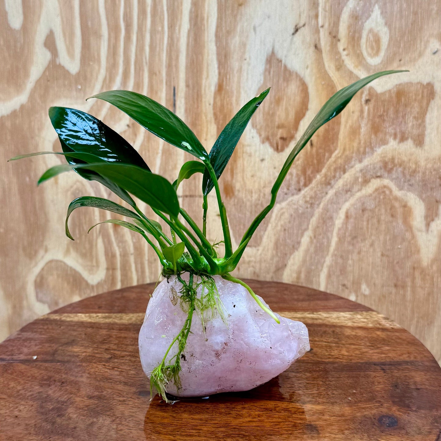 Pisces Enterprises One Only Rose Quartz Creation with Anubias O-T Afzelli - ONE ONLY Buy Aquarium Plants Rose Quartz Creation with Anubias OT Afzelli - ONE ONLY