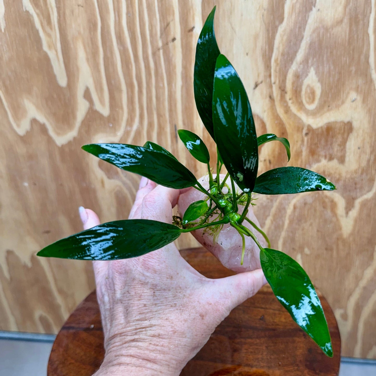 Pisces Enterprises One Only Rose Quartz Creation with Anubias O-T Afzelli - ONE ONLY Buy Aquarium Plants Rose Quartz Creation with Anubias OT Afzelli - ONE ONLY