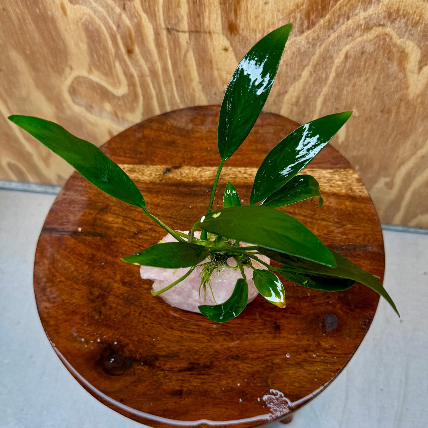 Pisces Enterprises One Only Rose Quartz Creation with Anubias O-T Afzelli - ONE ONLY Buy Aquarium Plants Rose Quartz Creation with Anubias OT Afzelli - ONE ONLY