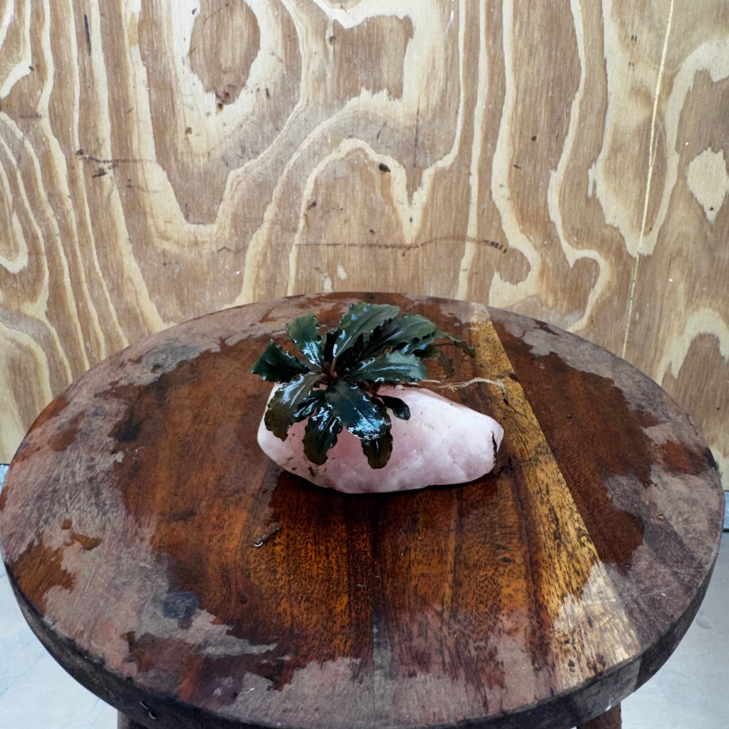 Pisces Enterprises One Only Rose Quartz Creation with Bucephalandra - ONE ONLY Buy Aquarium Plants Rose Quartz Creation with Bucephalandra - ONE ONLY