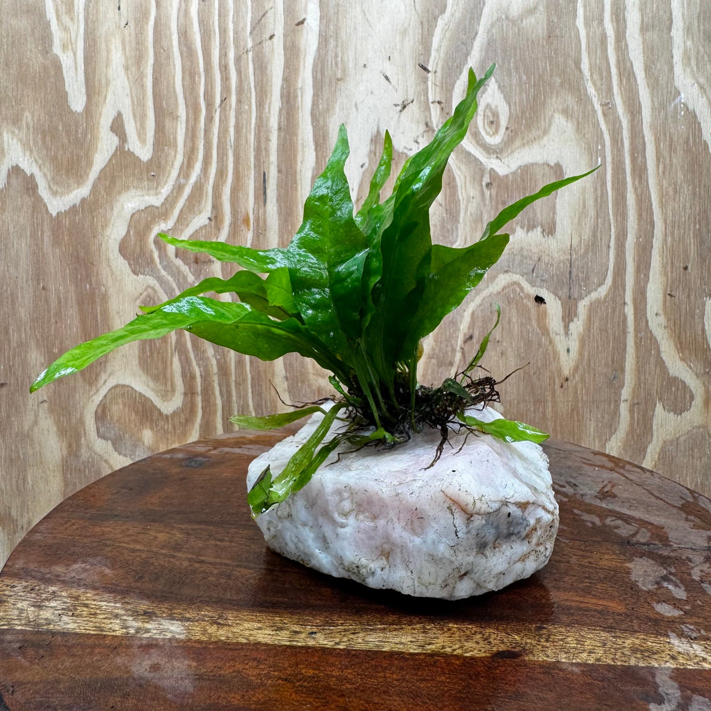Pisces Enterprises One Only Rose Quartz Creation with Java Fern - ONE ONLY Buy Aquarium Plants Rose Quartz Creation with Java Fern - ONE ONLY