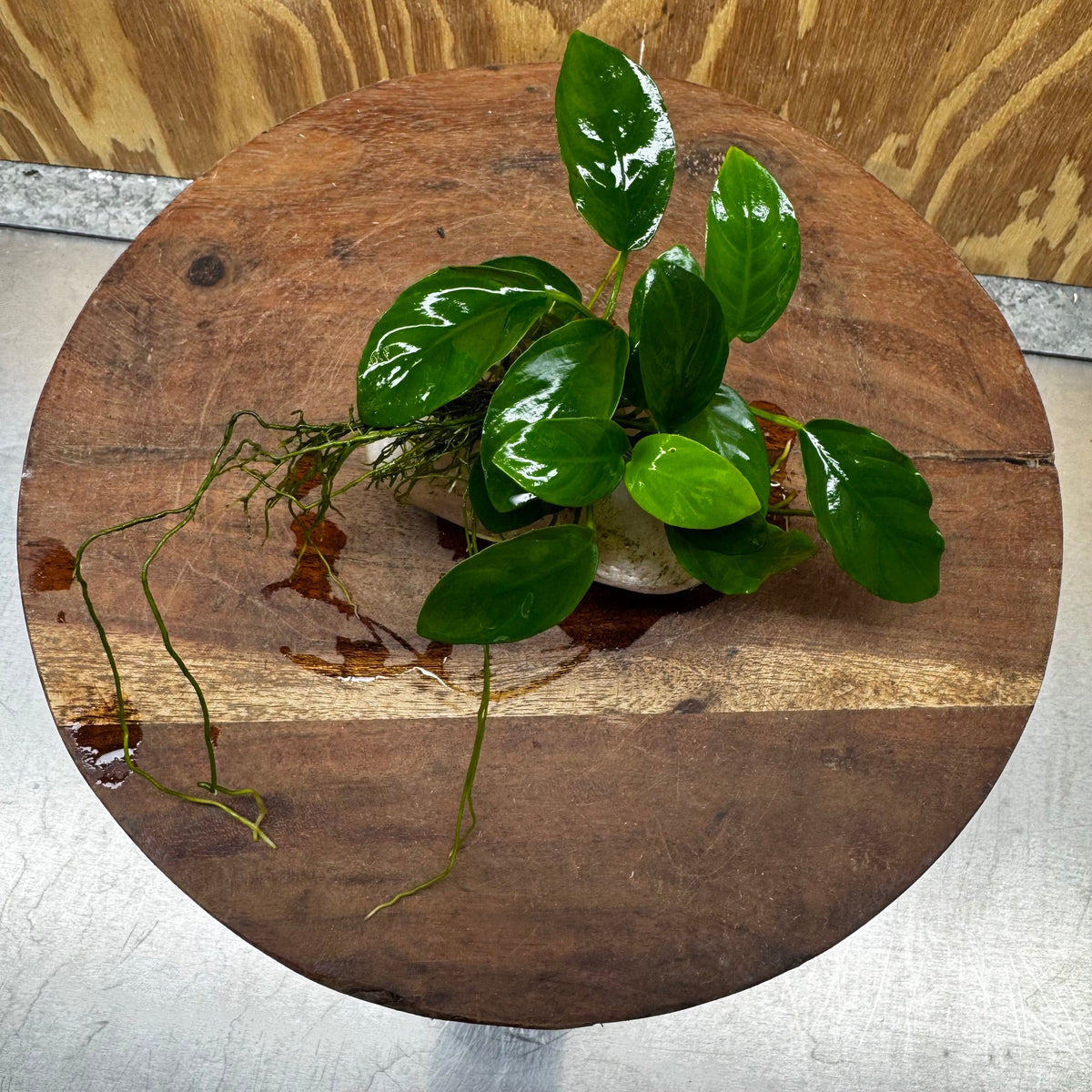 Pisces Enterprises One Only Rose Quartz Creation with Nana Anubias - ONE ONLY Buy Aquarium Plants Rose Quartz Creation with Bucephalandra - ONE ONLY
