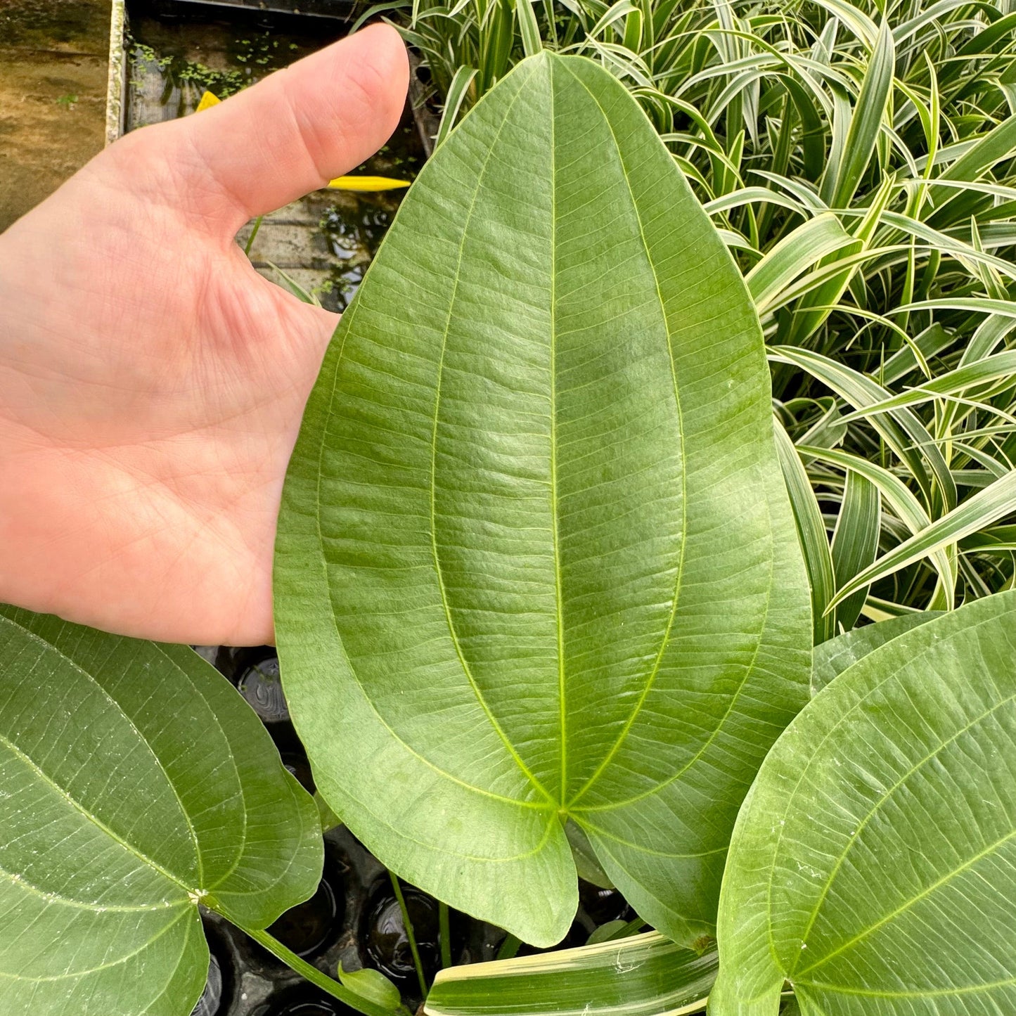 Pisces Enterprises One Only Schlueteri Sword - Extra-large Echinodorus Plant - One Only Schlueteri Sword - Extra-large Echinodorus Plant - One Only