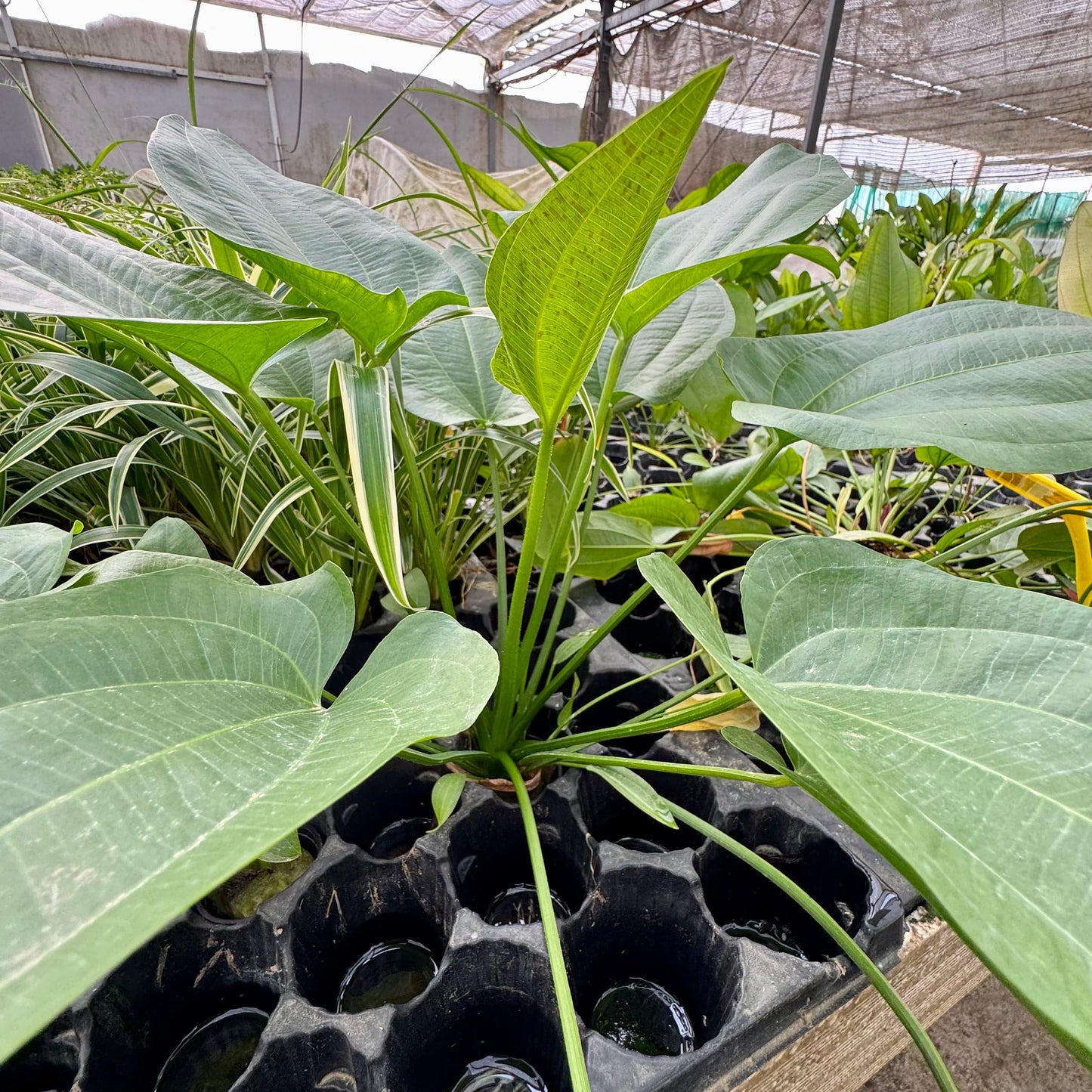 Pisces Enterprises One Only Schlueteri Sword - Extra-large Echinodorus Plant - One Only Schlueteri Sword - Extra-large Echinodorus Plant - One Only