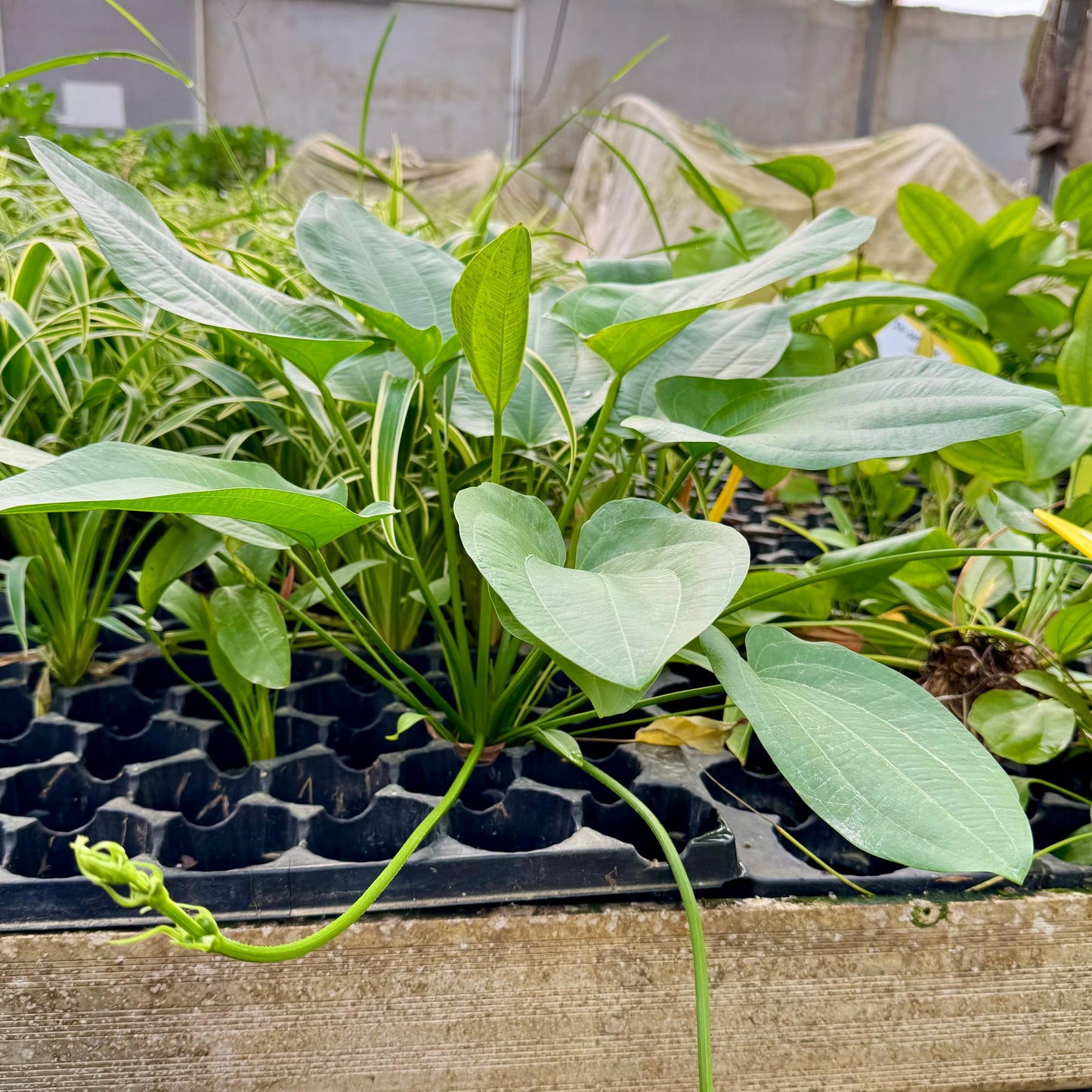 Pisces Enterprises One Only Schlueteri Sword - Extra-large Echinodorus Plant - One Only Schlueteri Sword - Extra-large Echinodorus Plant - One Only