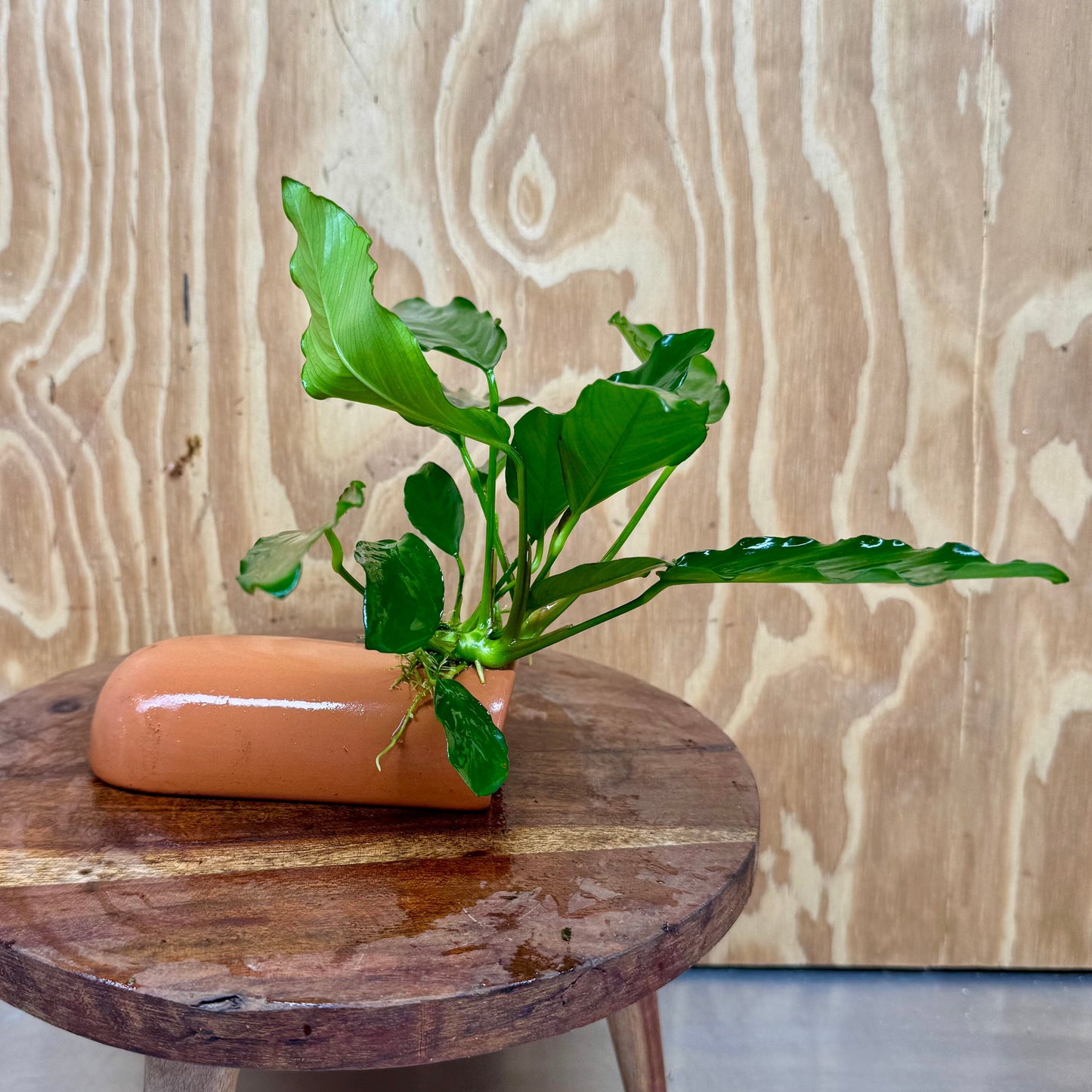 Scapeshop.com.au One Only Terracotta Breeding Cave with Anubias Angela - One Only Terracotta Breeding Cave with Anubias - One Only - Scapeshop Australia