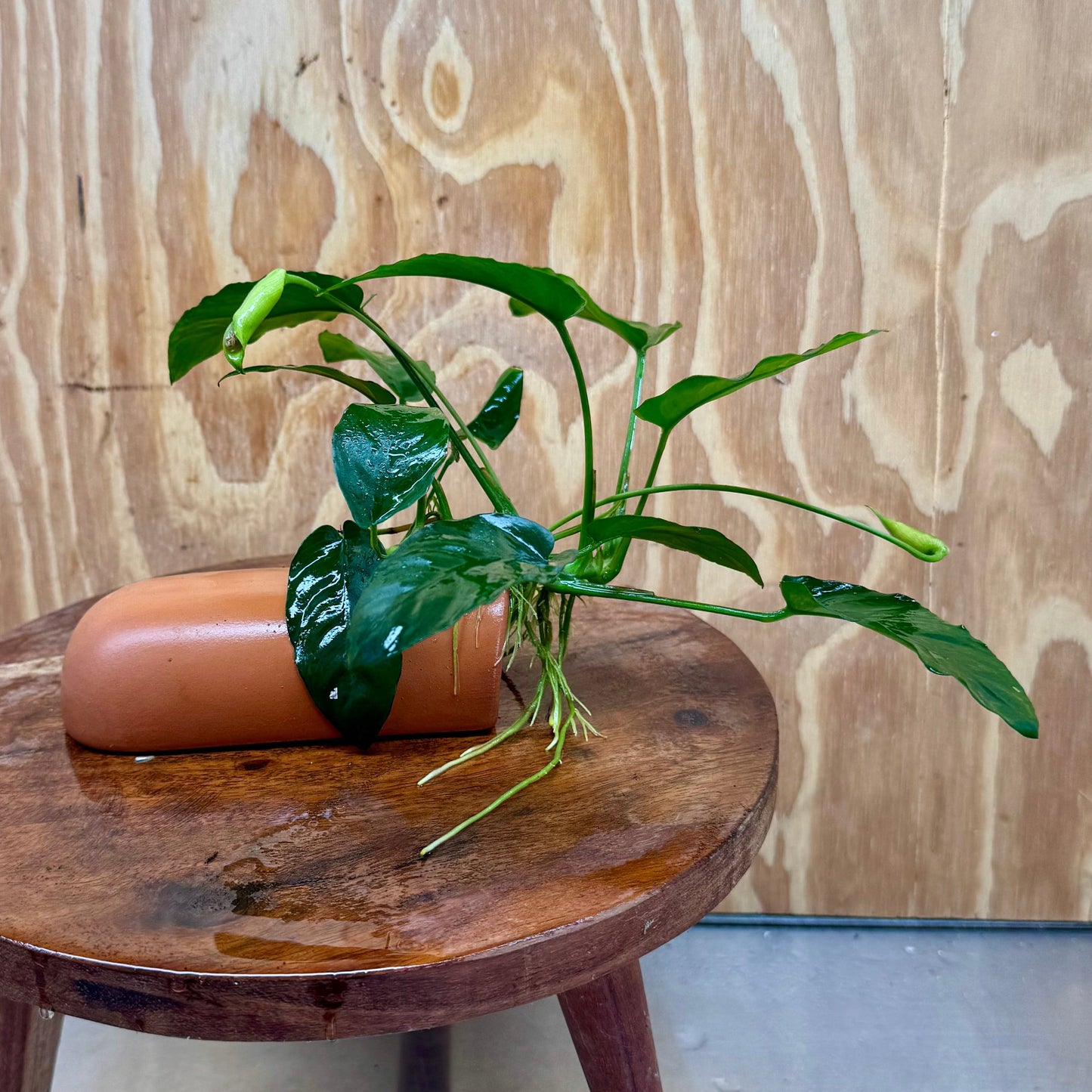 Scapeshop.com.au One Only Terracotta Breeding Cave with Anubias Nana - One Only - Awesome Terracotta Breeding Cave with Anubias - One Only - Scapeshop Australia