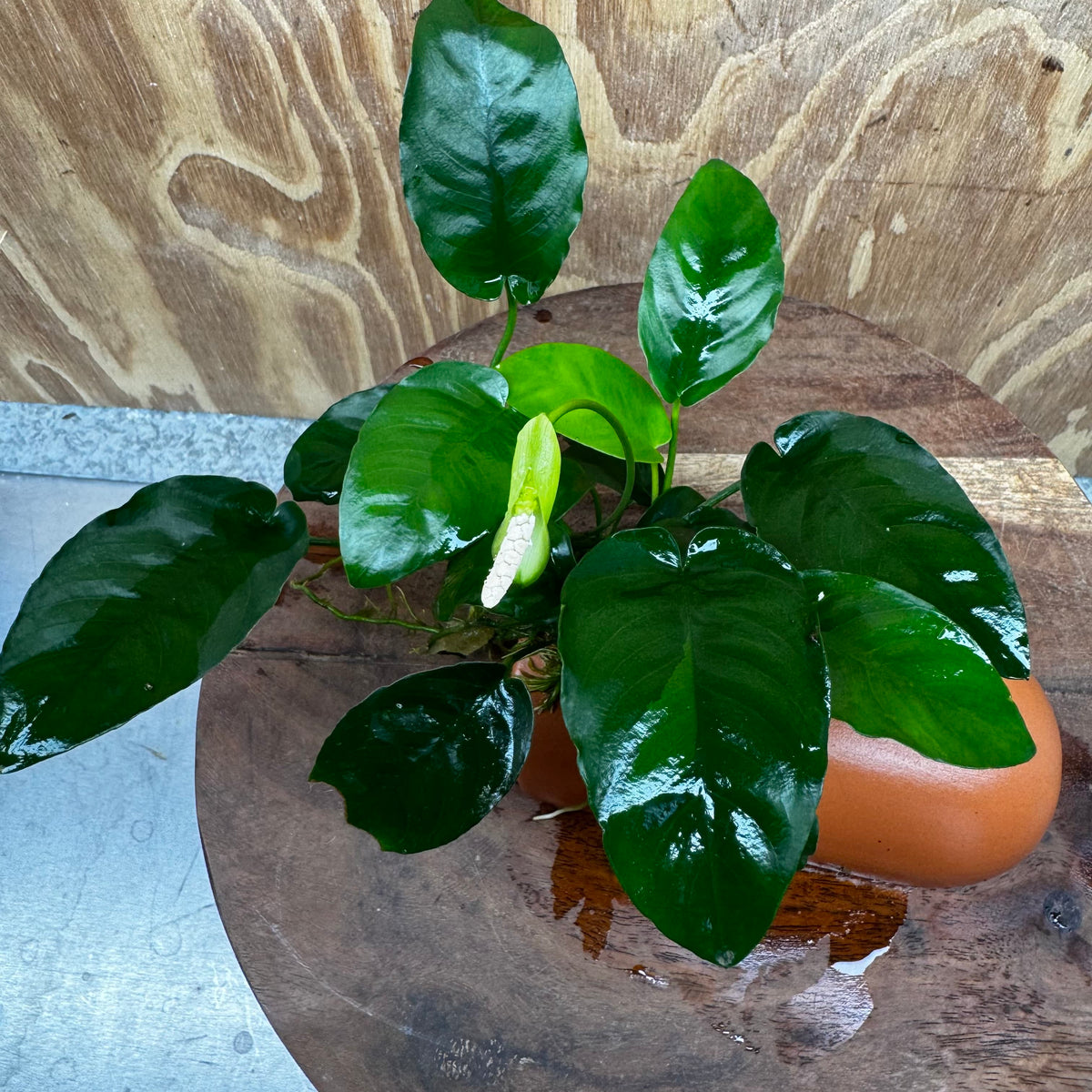 Scapeshop.com.au One Only Terracotta Breeding Cave with Anubias Nana - One Only - Awesome Terracotta Breeding Cave with Anubias - One Only - Scapeshop Australia