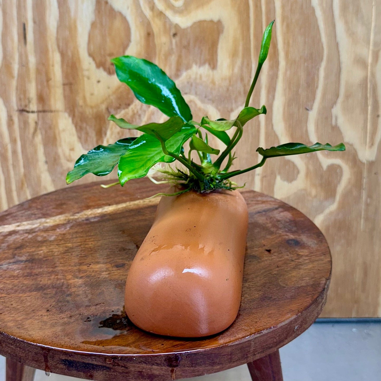 Scapeshop.com.au One Only Terracotta Breeding Cave with Anubias - One Only - Angela Terracotta Breeding Cave with Anubias - One Only - Scapeshop Australia