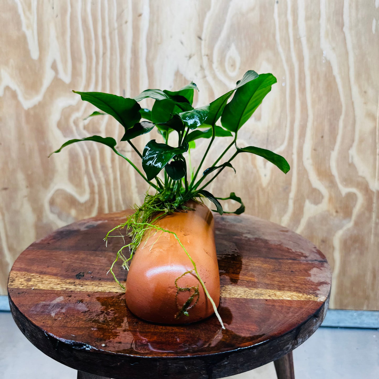 Scapeshop.com.au One Only Terracotta Breeding Cave with Anubias - One Only - Nana Terracotta Breeding Cave with Anubias - One Only - Scapeshop Australia