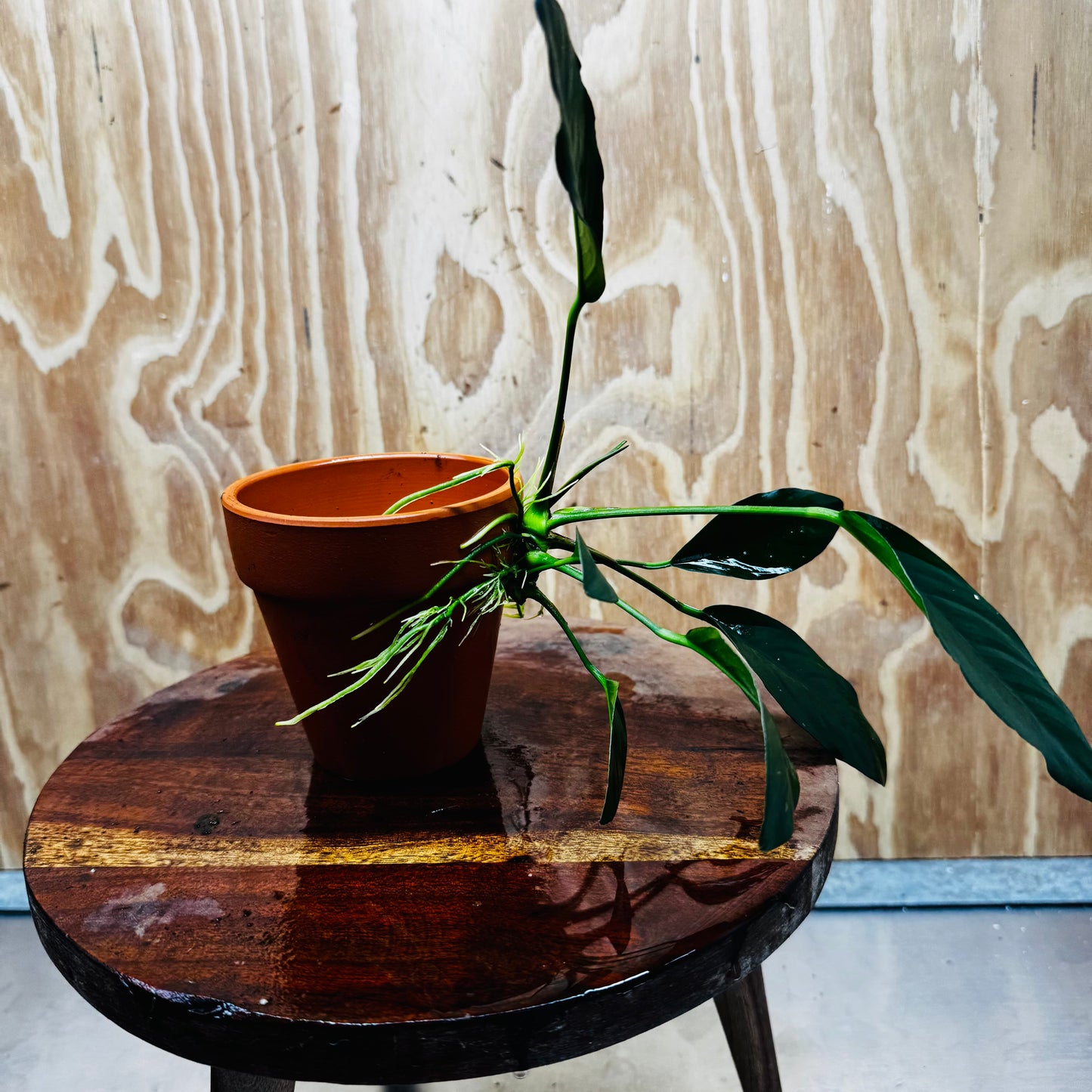 Pisces Enterprises One Only Terracotta Plant Pot with Anubias Lucy - One Only 💚 Terracotta Plant Pot with Anubias Lucy - One Only - Scapeshop Australia