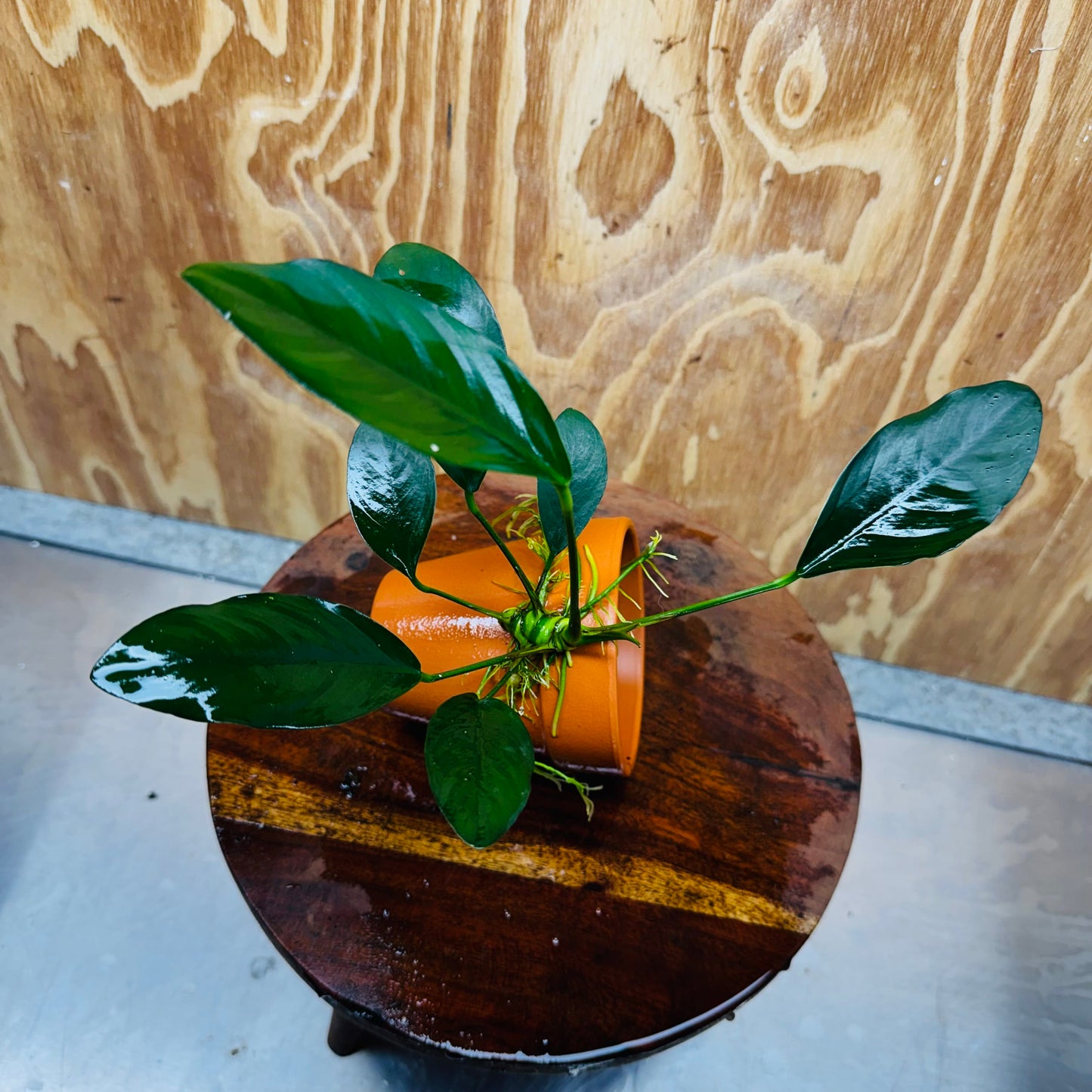 Pisces Enterprises One Only Terracotta Plant Pot with Anubias Lucy - One Only 💚 Terracotta Plant Pot with Anubias Lucy - One Only - Scapeshop Australia
