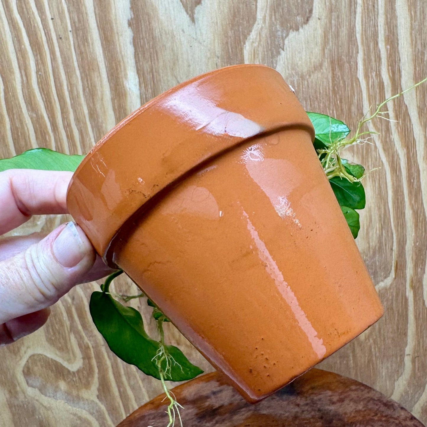 Pisces Enterprises One Only Terracotta Plant Pot with Anubias Nana - One Only Terracotta Plant Pot with Anubias Nana - One Only - Scapeshop Australia