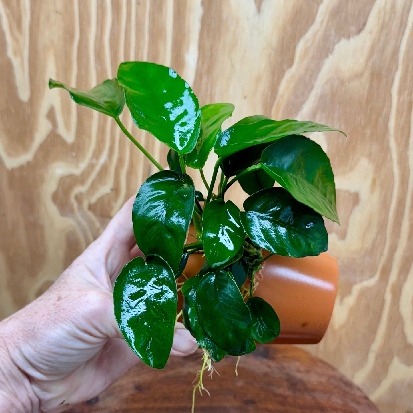 Pisces Enterprises One Only Terracotta Plant Pot with Anubias Nana - One Only Terracotta Plant Pot with Anubias Nana - One Only - Scapeshop Australia