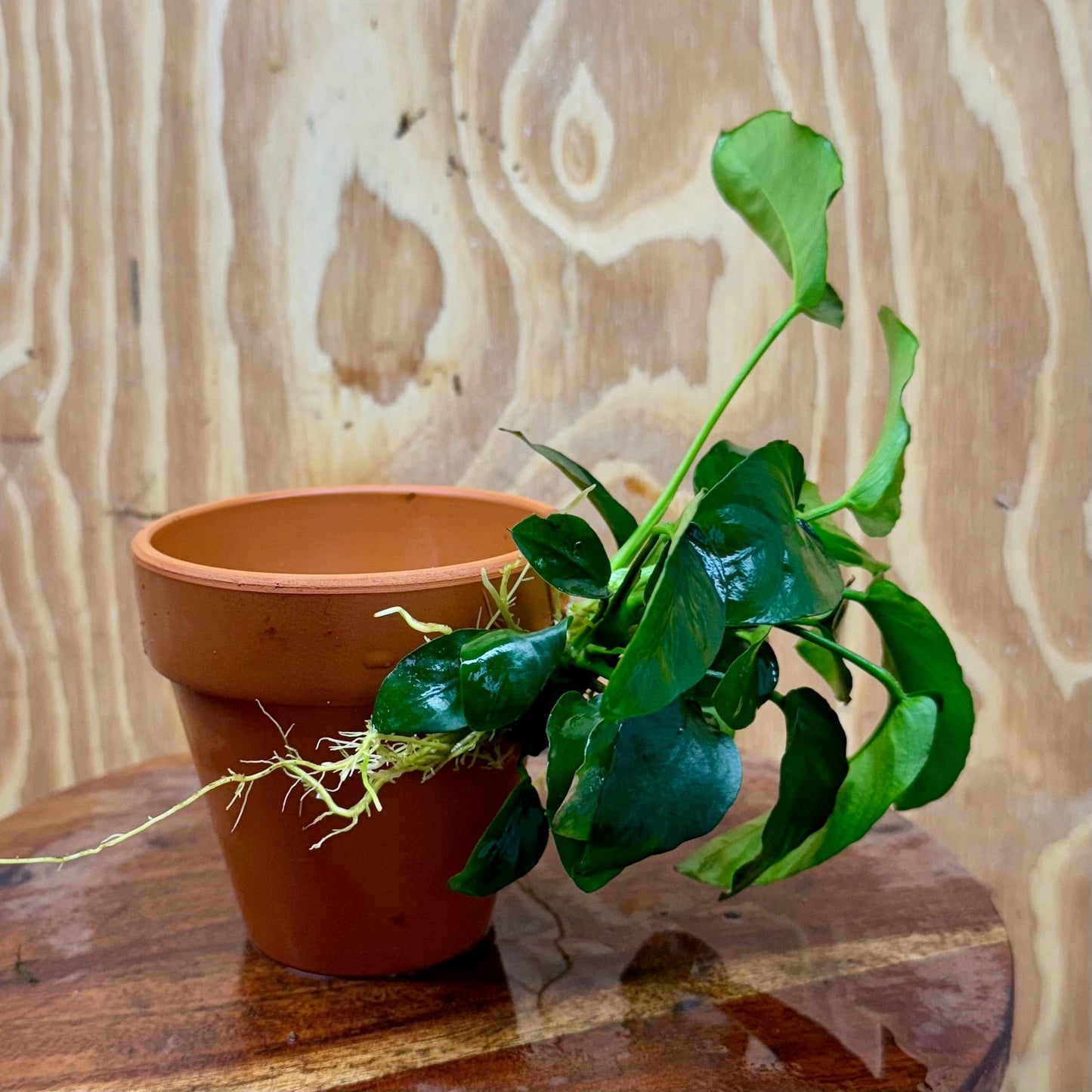 Pisces Enterprises One Only Terracotta Plant Pot with Anubias Nana - One Only Terracotta Plant Pot with Anubias Nana - One Only - Scapeshop Australia