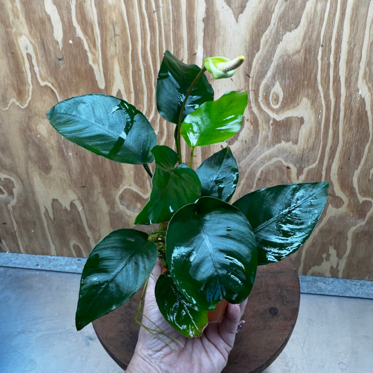 Pisces Enterprises One Only Terracotta Plant Pot with Anubias Old Type Barteri - One Only Terracotta Plant Pot with Anubias Barteri - One Only - Scapeshop Australia