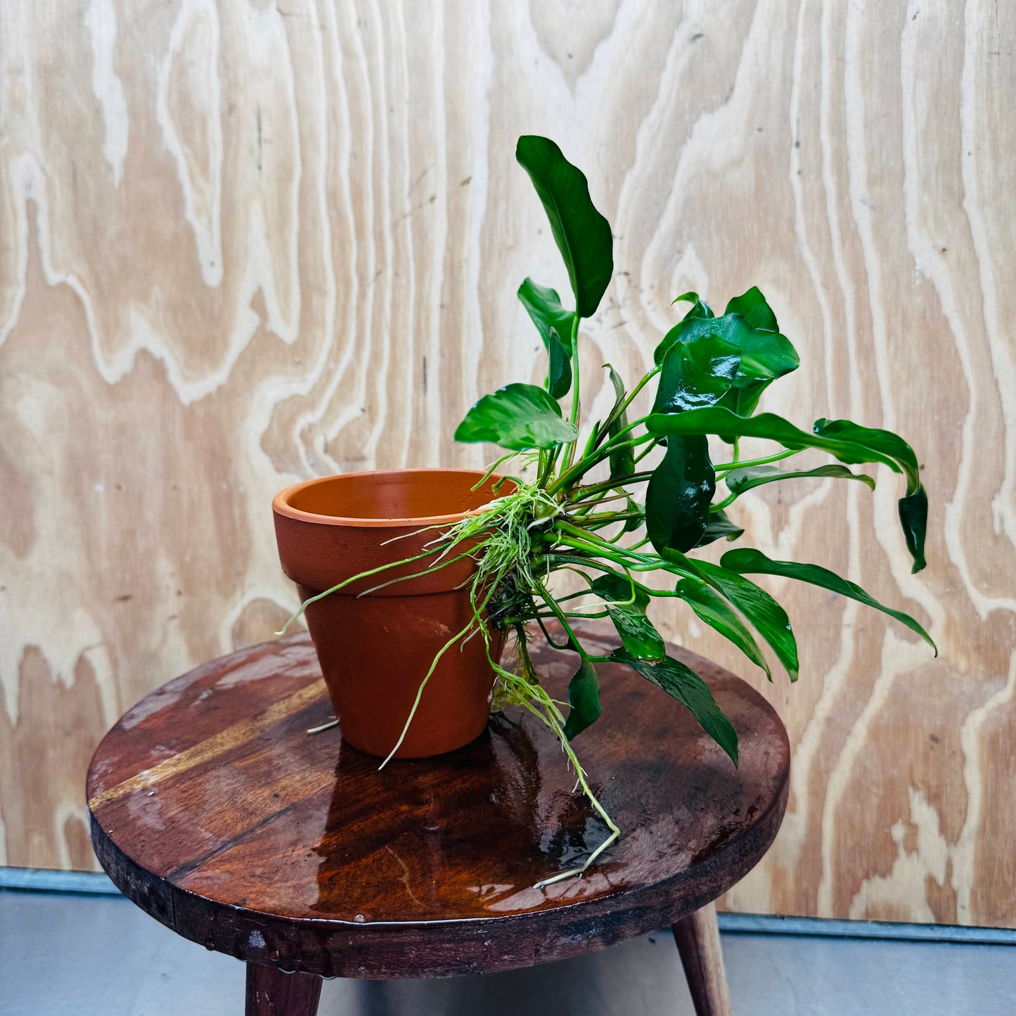 Pisces Enterprises One Only Terracotta Plant Pot with Anubias Petite Emerald Heart - One Only 💚 Terracotta Plant Pot with Anubias Nana - One Only - Scapeshop Australia