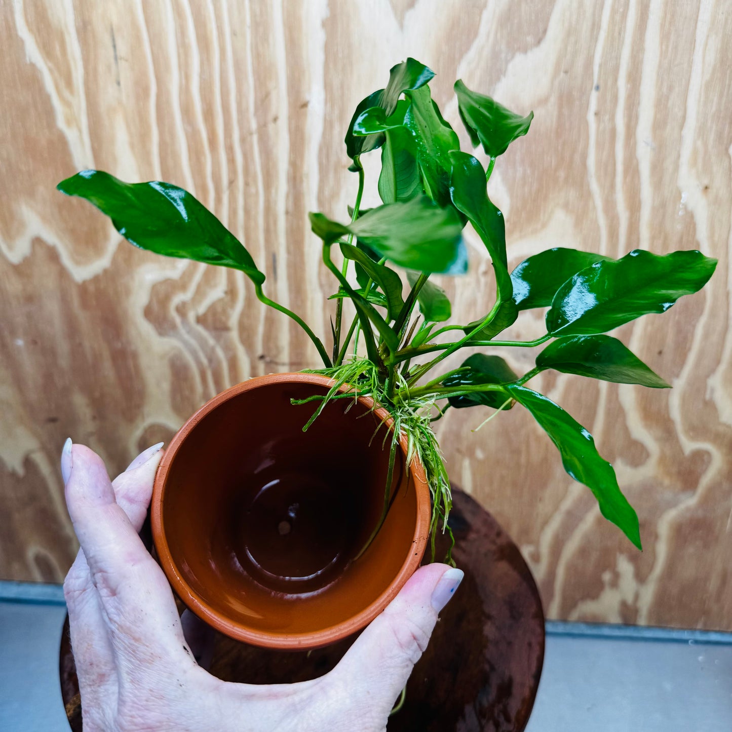 Pisces Enterprises One Only Terracotta Plant Pot with Anubias Petite Emerald Heart - One Only 💚 Terracotta Plant Pot with Anubias Nana - One Only - Scapeshop Australia