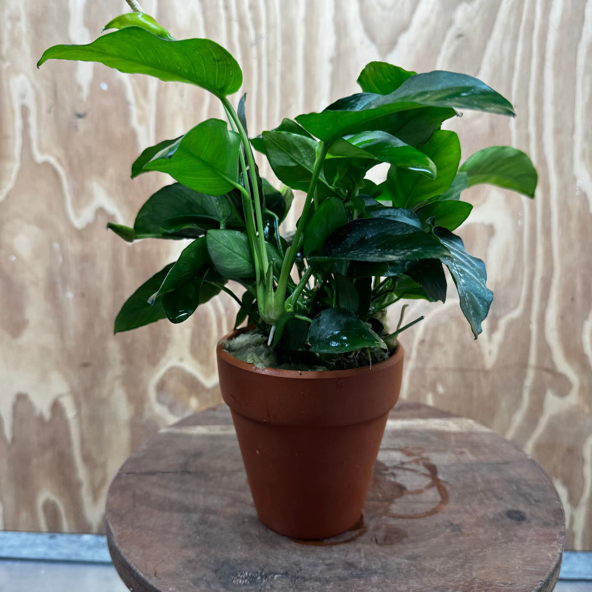 Scapeshop.com.au One Only Terracotta Pot Plant with Anubias Nana - One Only Terracotta Pot Plant with Anubias Nana - One Only