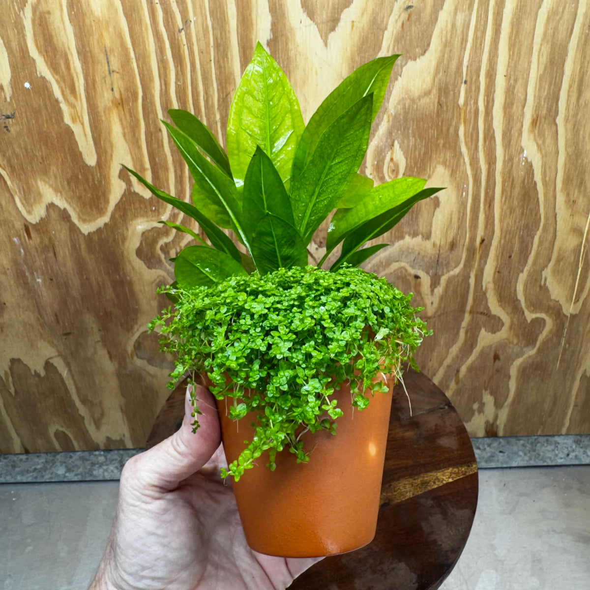 Scapeshop.com.au One Only Terracotta Pot Plant with Compact Bleheri Sword and Cuba Micrathemum - One Only Terracotta Pot Plant with Compact Bleheri Sword and Cuba Micrathemum - One Only