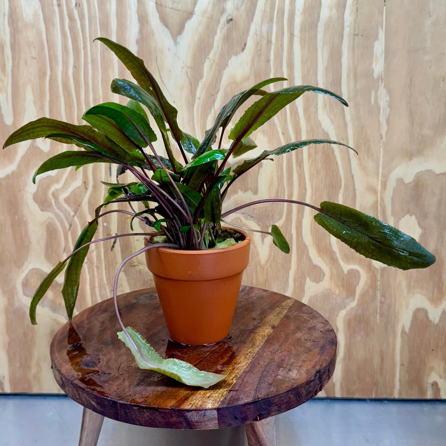 Scapeshop.com.au One Only Terracotta Pot Plant with Crypt Wendtii Tropica - One Only Terracotta Pot Plant with Crypt Wendtii Tropica - One Only