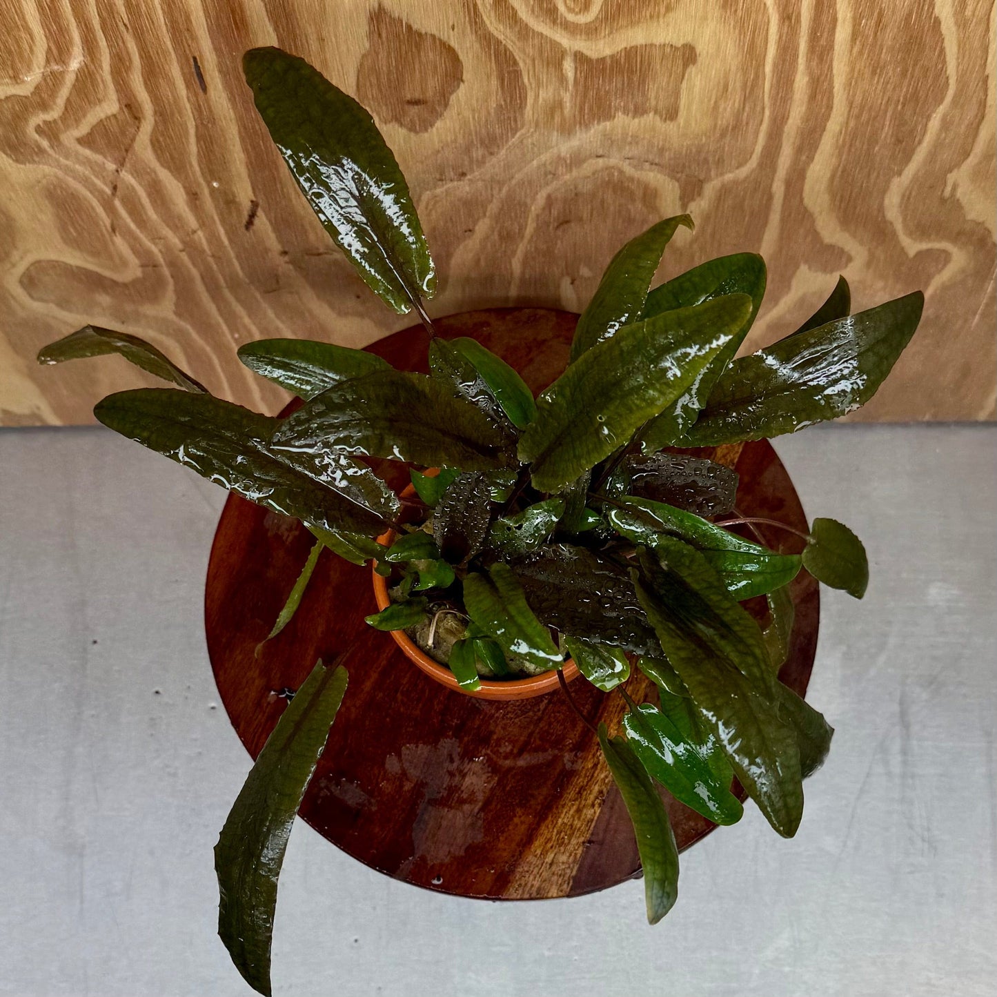 Scapeshop.com.au One Only Terracotta Pot Plant with Crypt Wendtii Tropica - One Only Terracotta Pot Plant with Crypt Wendtii Tropica - One Only