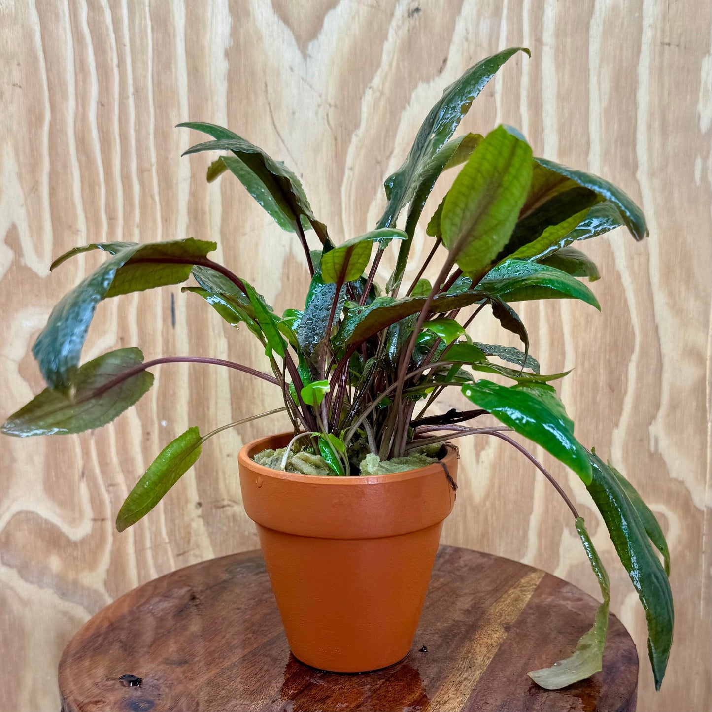 Scapeshop.com.au One Only Terracotta Pot Plant with Crypt Wendtii Tropica - One Only Terracotta Pot Plant with Crypt Wendtii Tropica - One Only