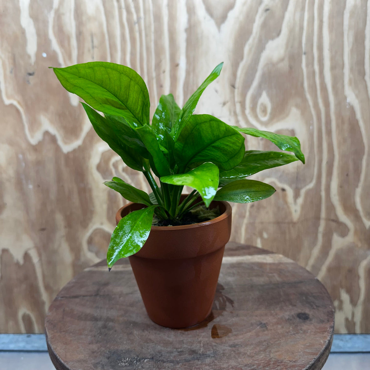 Scapeshop.com.au One Only Terracotta Pot Plant with Ech. Compact Bleheri Sword - One Only Terracotta Pot Plant with Ech. Compact Bleheri Sword - One Only