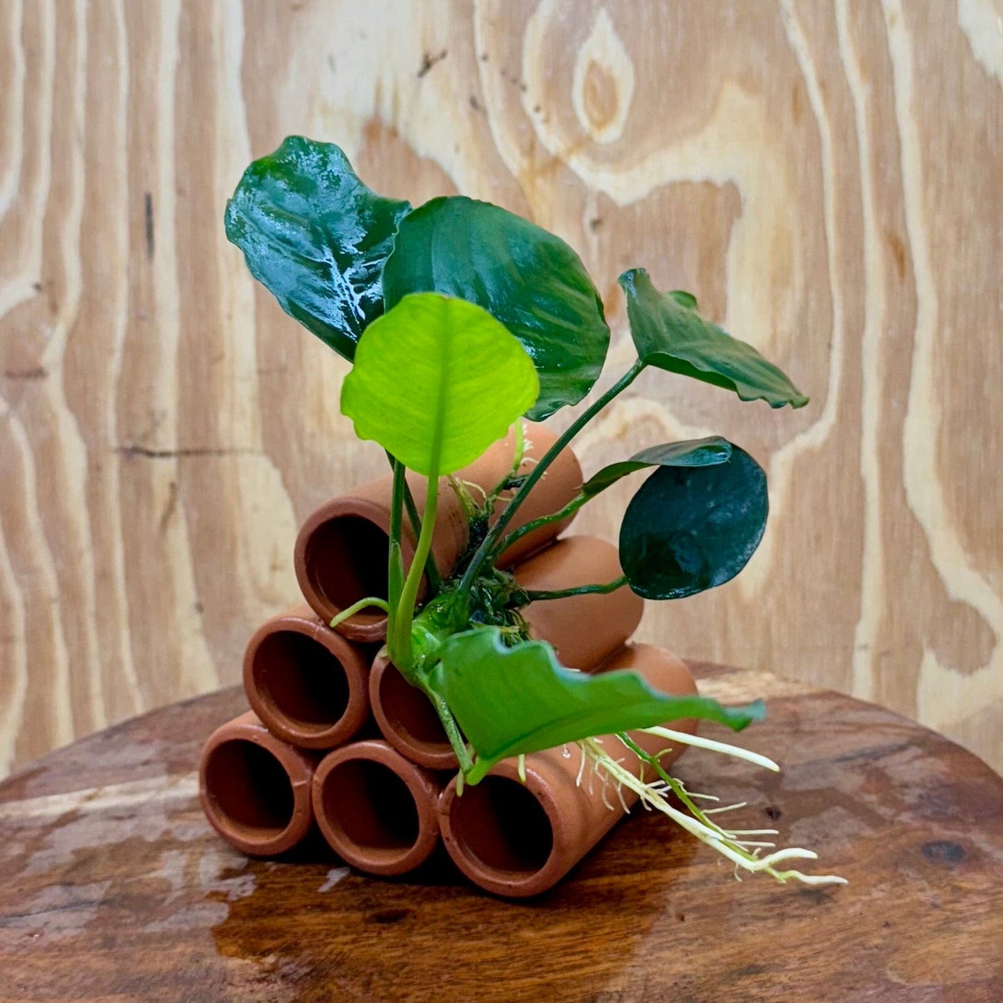 Pisces Enterprises One Only Terracotta Shrimp Tubes with Anubias Judy - one only - Fancy Terracotta Shrimp Tubes with Anubias Judy - one only - Fancy