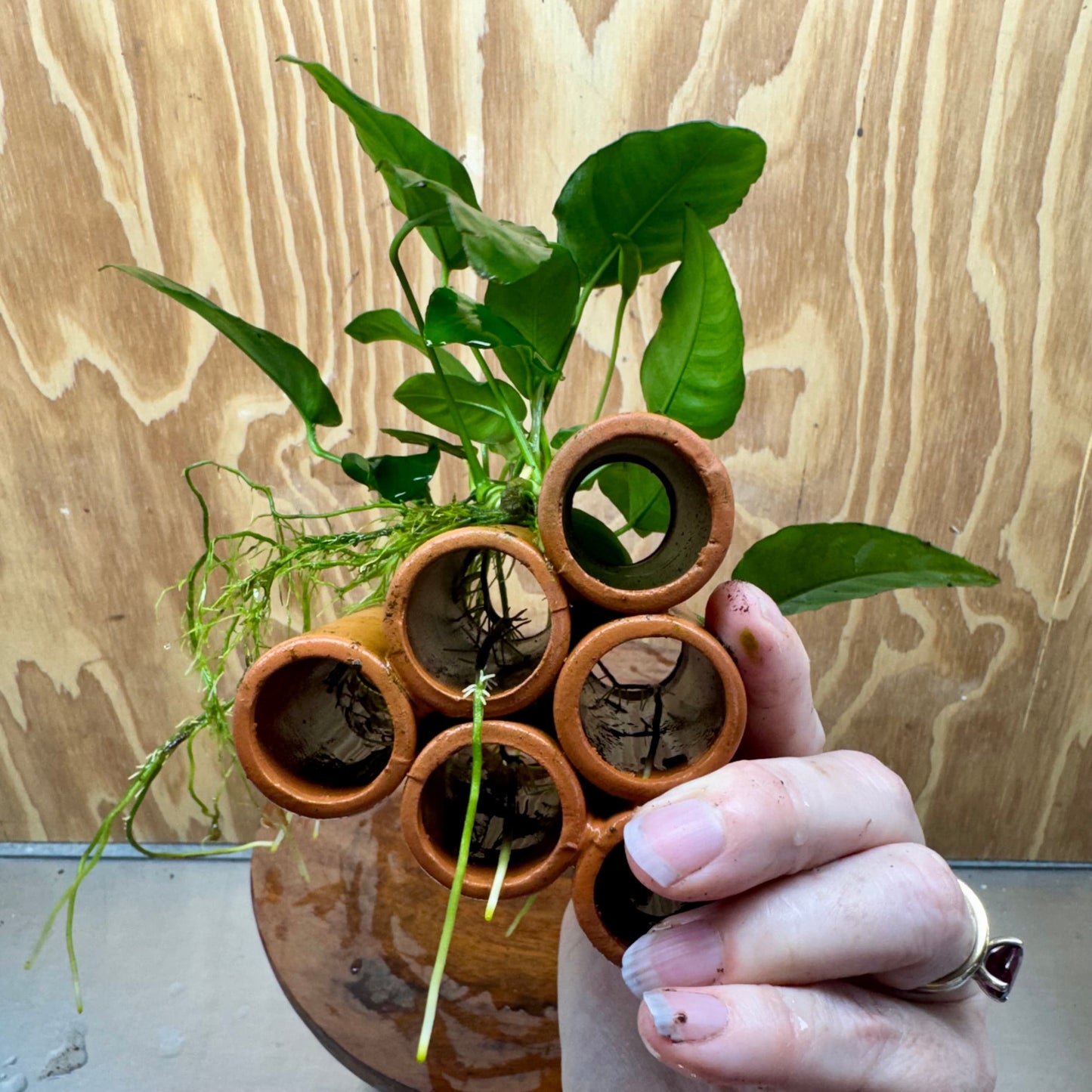 Pisces Enterprises One Only Terracotta Shrimp Tubes with Anubias Nana - one only - Fancy Terracotta Shrimp Tubes with Anubias Nana - one only - Fancy