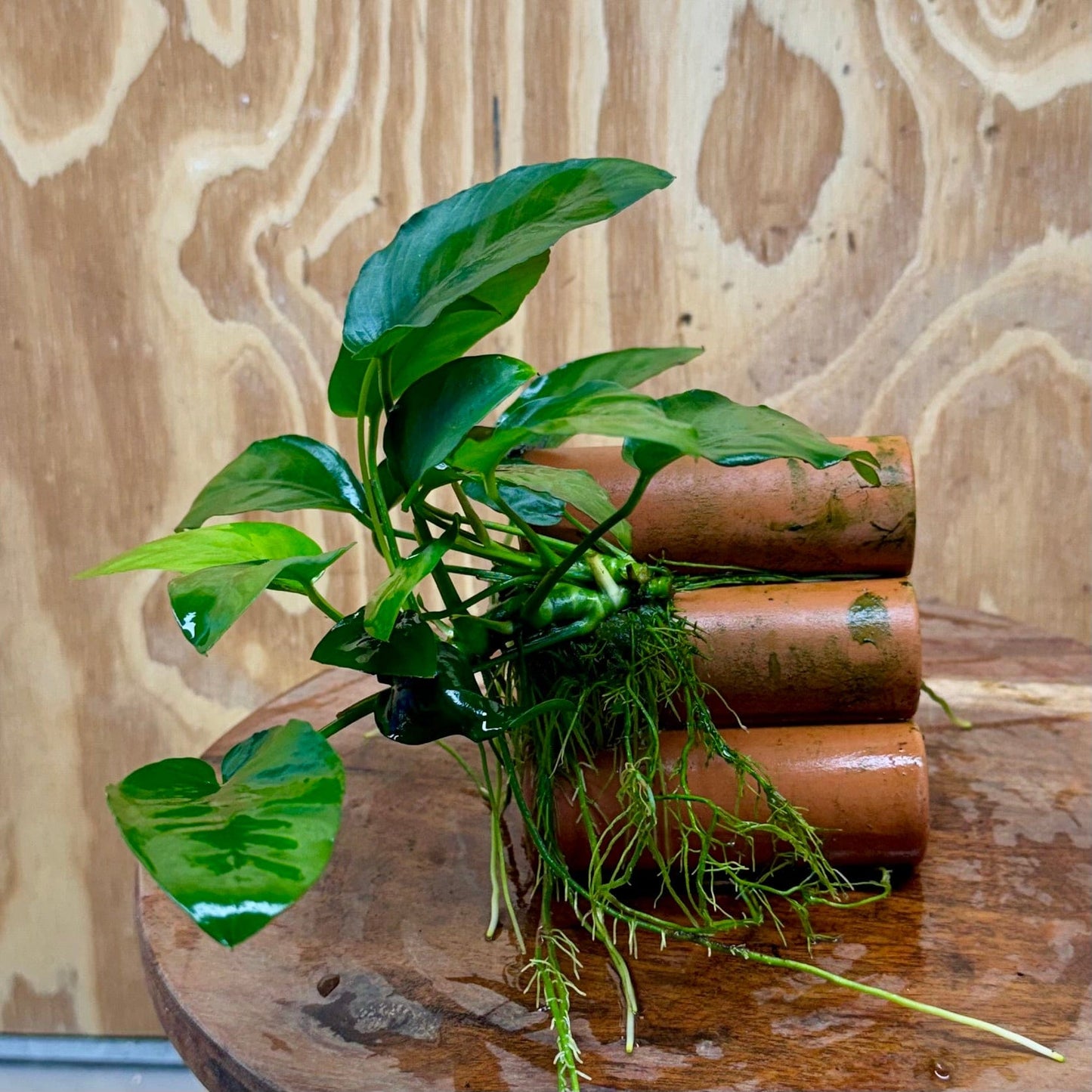 Pisces Enterprises One Only Terracotta Shrimp Tubes with Anubias Nana - one only - Fancy Terracotta Shrimp Tubes with Anubias Nana - one only - Fancy