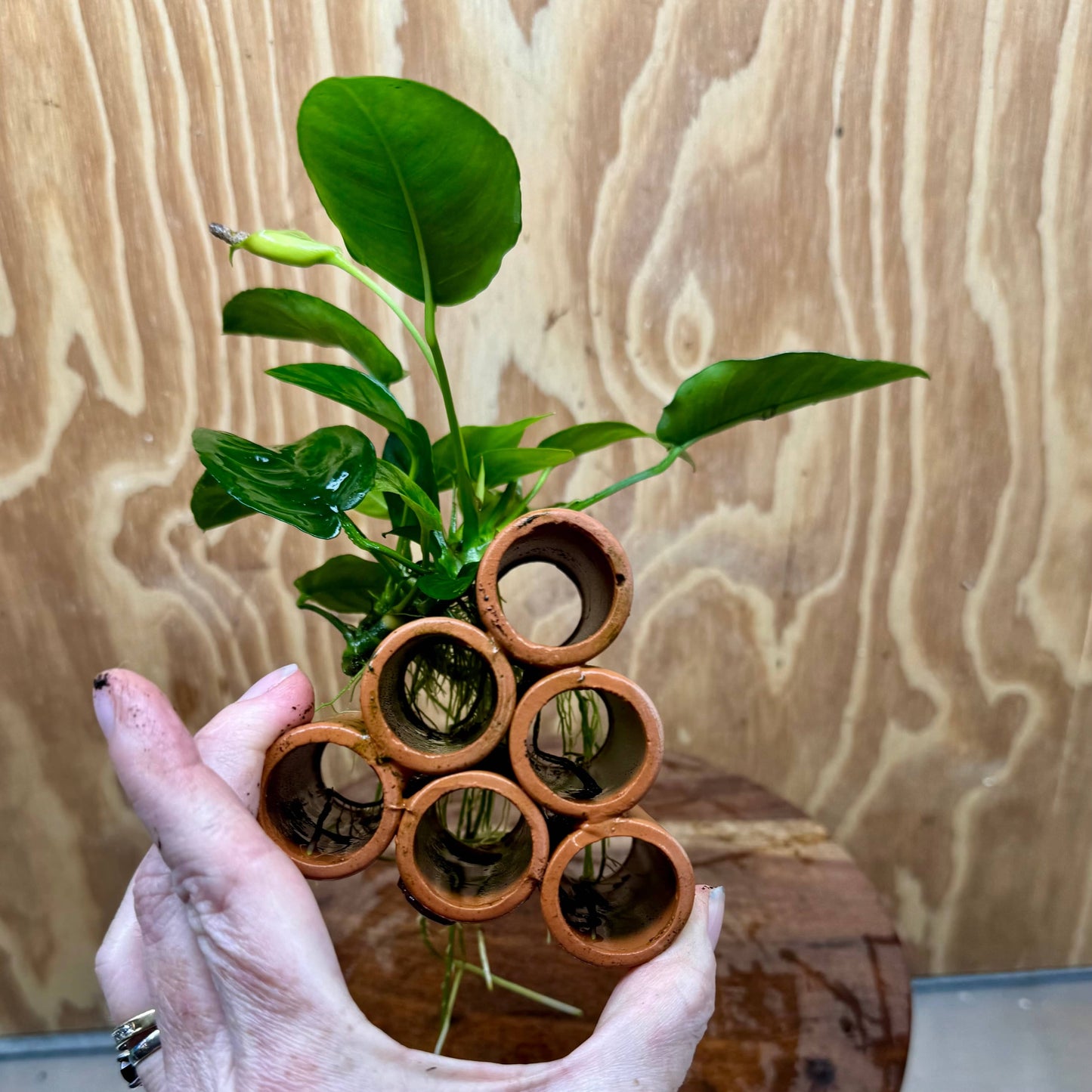 Pisces Enterprises One Only Terracotta Shrimp Tubes with Anubias Nana - one only - Fancy Terracotta Shrimp Tubes with Anubias Nana - one only - Fancy