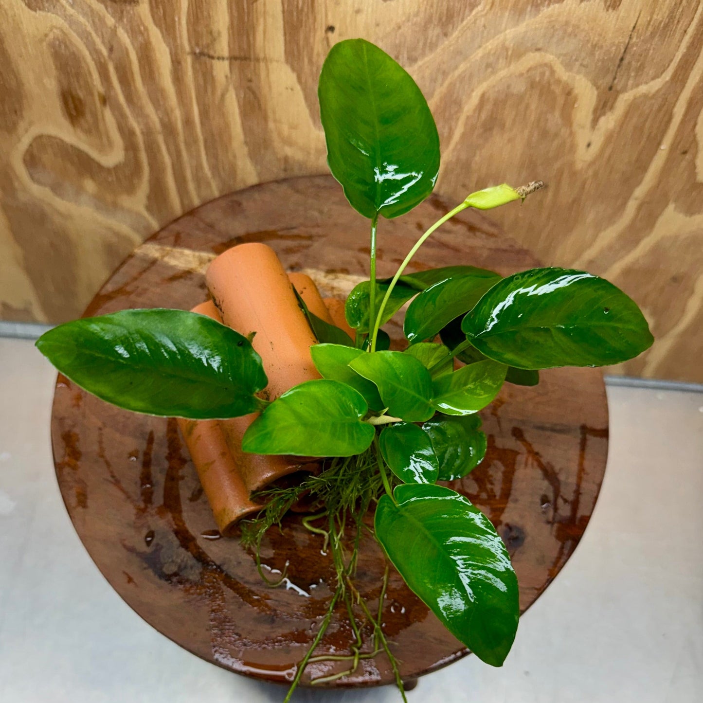 Pisces Enterprises One Only Terracotta Shrimp Tubes with Anubias Nana - one only - Fancy Terracotta Shrimp Tubes with Anubias Nana - one only - Fancy