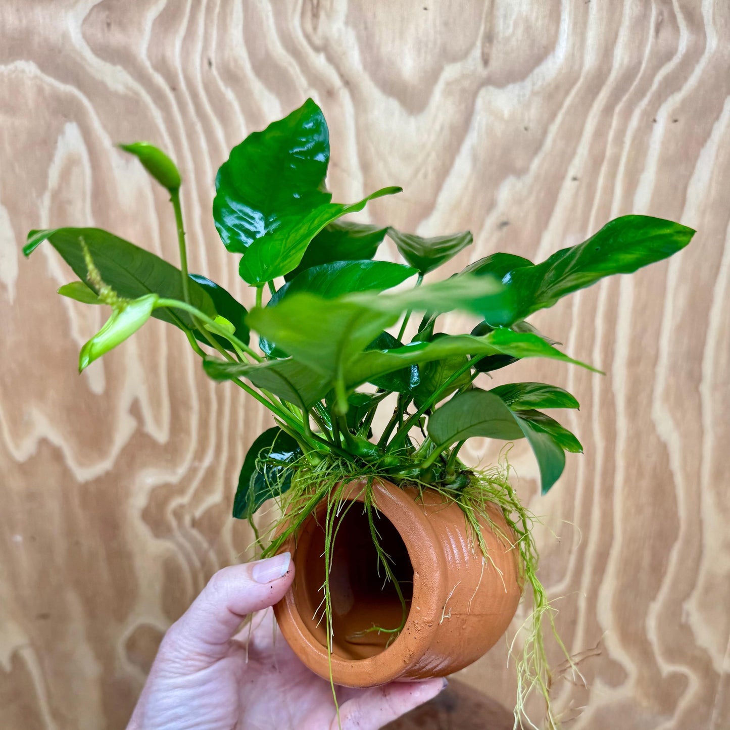 Scapeshop.com.au One Only Terracotta Small Urn with Anubias Nana - One Only Terracotta Small Urn with Anubias Nana - One Only