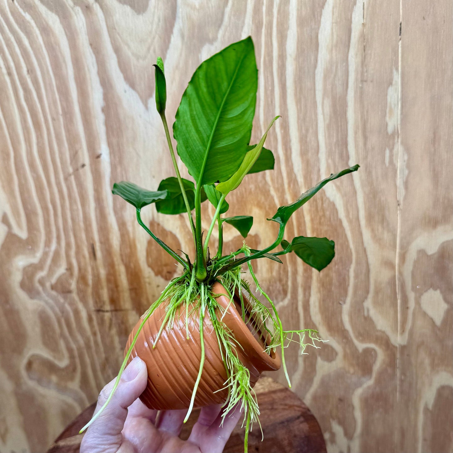 Scapeshop.com.au One Only Terracotta Small Urn with Anubias Paco - One Only Terracotta Small Urn with Anubias Paco - One Only