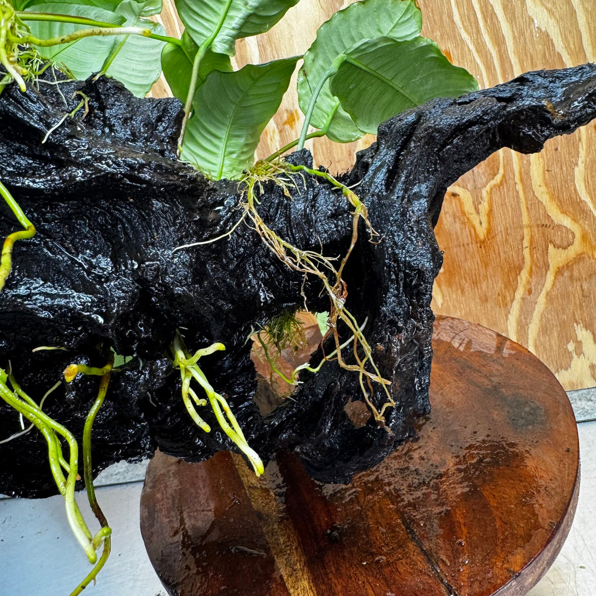 Pisces Enterprises One Only Triple Anubias Coffeefolia, Old Barteri & Petite Emerald Heart Driftwood Creation - One Only - Elegant Triple Anubias Coffeefolia, Old Barteri & Petite Emerald Heart Driftwood Creation - One Only - Elegant