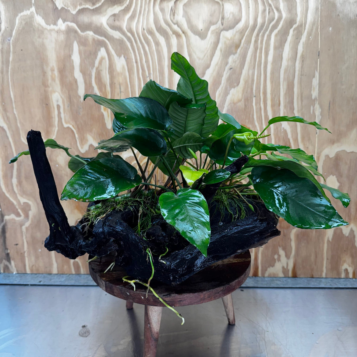 Pisces Enterprises One Only Triple Anubias Coffeefolia, Old Barteri & Petite Emerald Heart Driftwood Creation - One Only - Elegant Triple Anubias Coffeefolia, Old Barteri & Petite Emerald Heart Driftwood Creation - One Only - Elegant