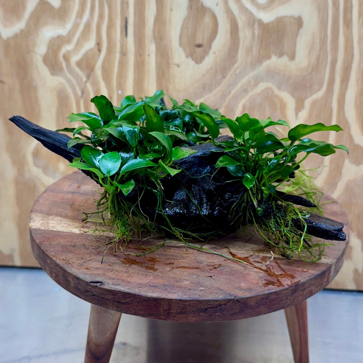 Pisces Enterprises One Only Triple Anubias Petite Nana Driftwood Creation - One Only - Elegant Triple Anubias Petite Nana Driftwood Creation - One Only - Elegant