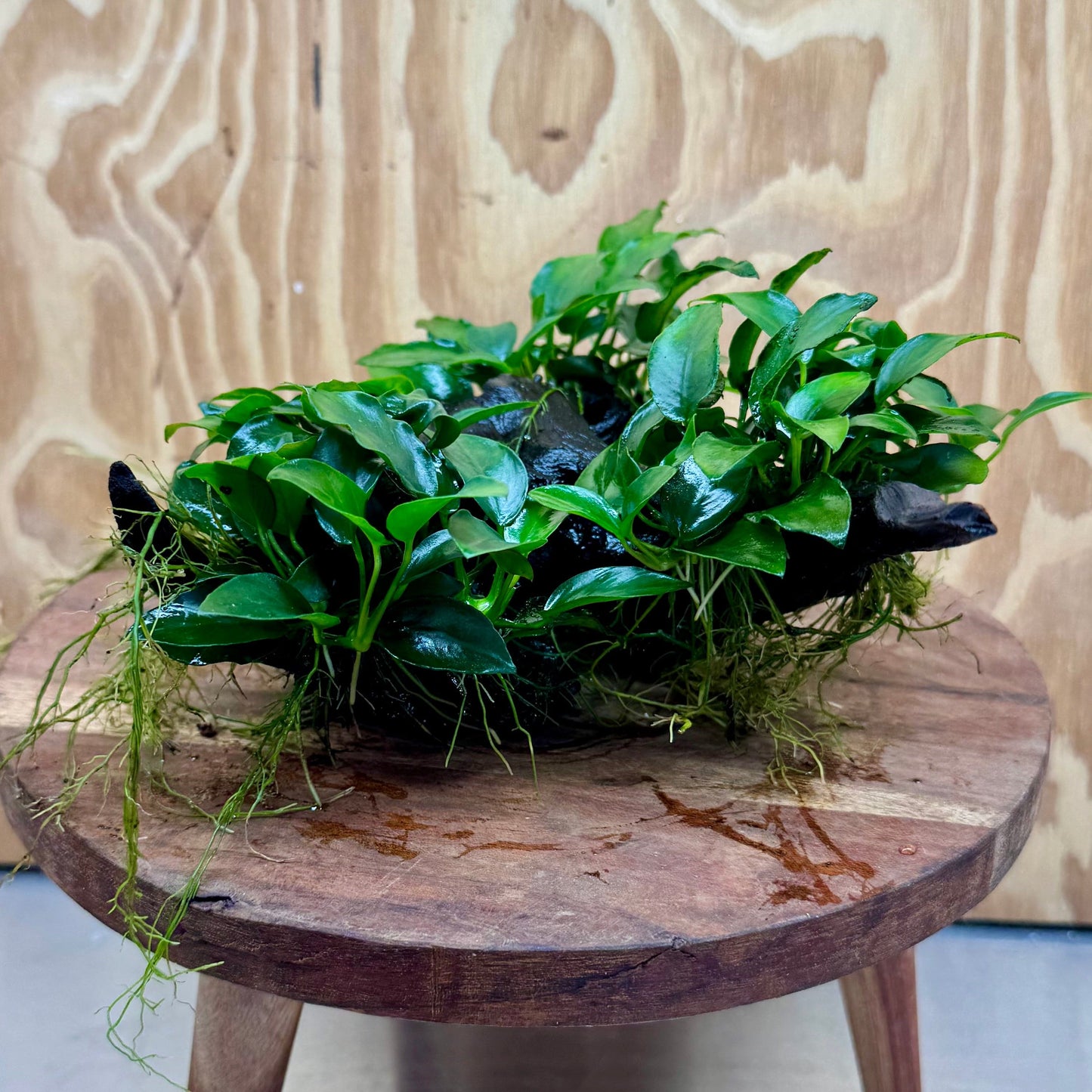 Pisces Enterprises One Only Triple Anubias Petite Nana Driftwood Creation - One Only - Elegant Triple Anubias Petite Nana Driftwood Creation - One Only - Elegant