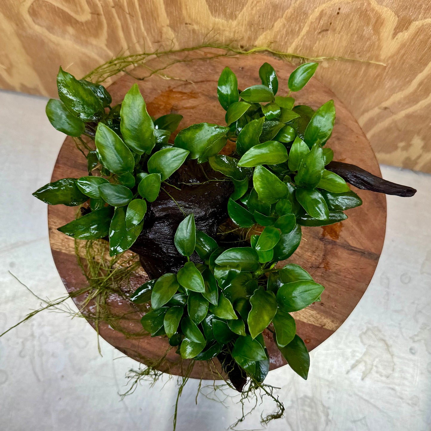 Pisces Enterprises One Only Triple Anubias Petite Nana Driftwood Creation - One Only - Elegant Triple Anubias Petite Nana Driftwood Creation - One Only - Elegant