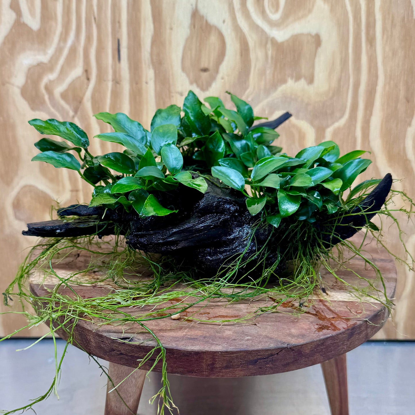 Pisces Enterprises One Only Triple Anubias Petite Nana Driftwood Creation - One Only - Elegant Triple Anubias Petite Nana Driftwood Creation - One Only - Elegant
