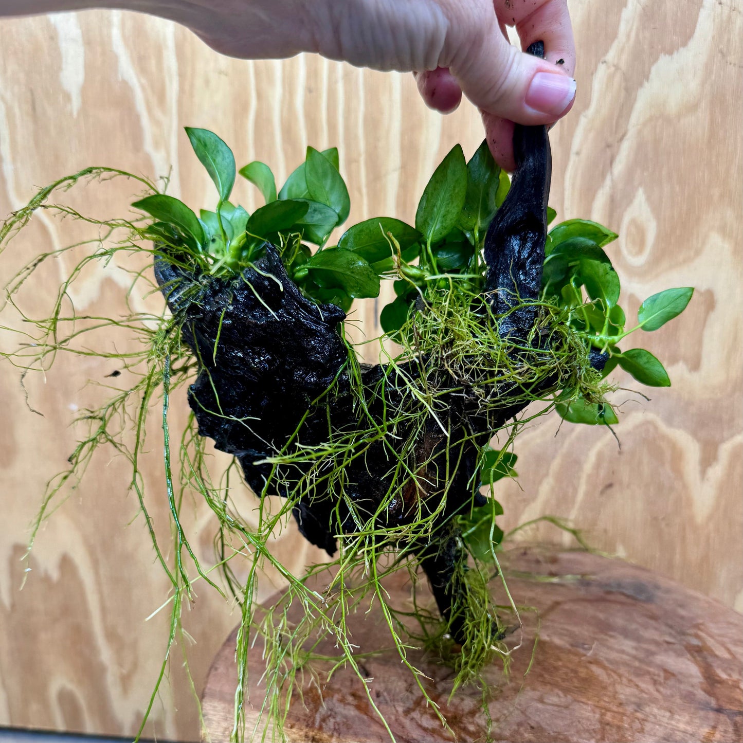 Pisces Enterprises One Only Triple Anubias Petite Nana Driftwood Creation - One Only - Elegant Triple Anubias Petite Nana Driftwood Creation - One Only - Elegant