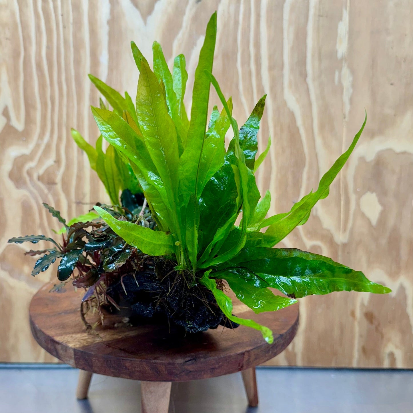 Scapeshop.com.au One Only Triple Bucephalandra & Double Indo Microsorum (Java Fern) Driftwood Creation - One Only Triple Bucephalandra & Double Indo Microsorum (Java Fern) Driftwood Creation - One Only