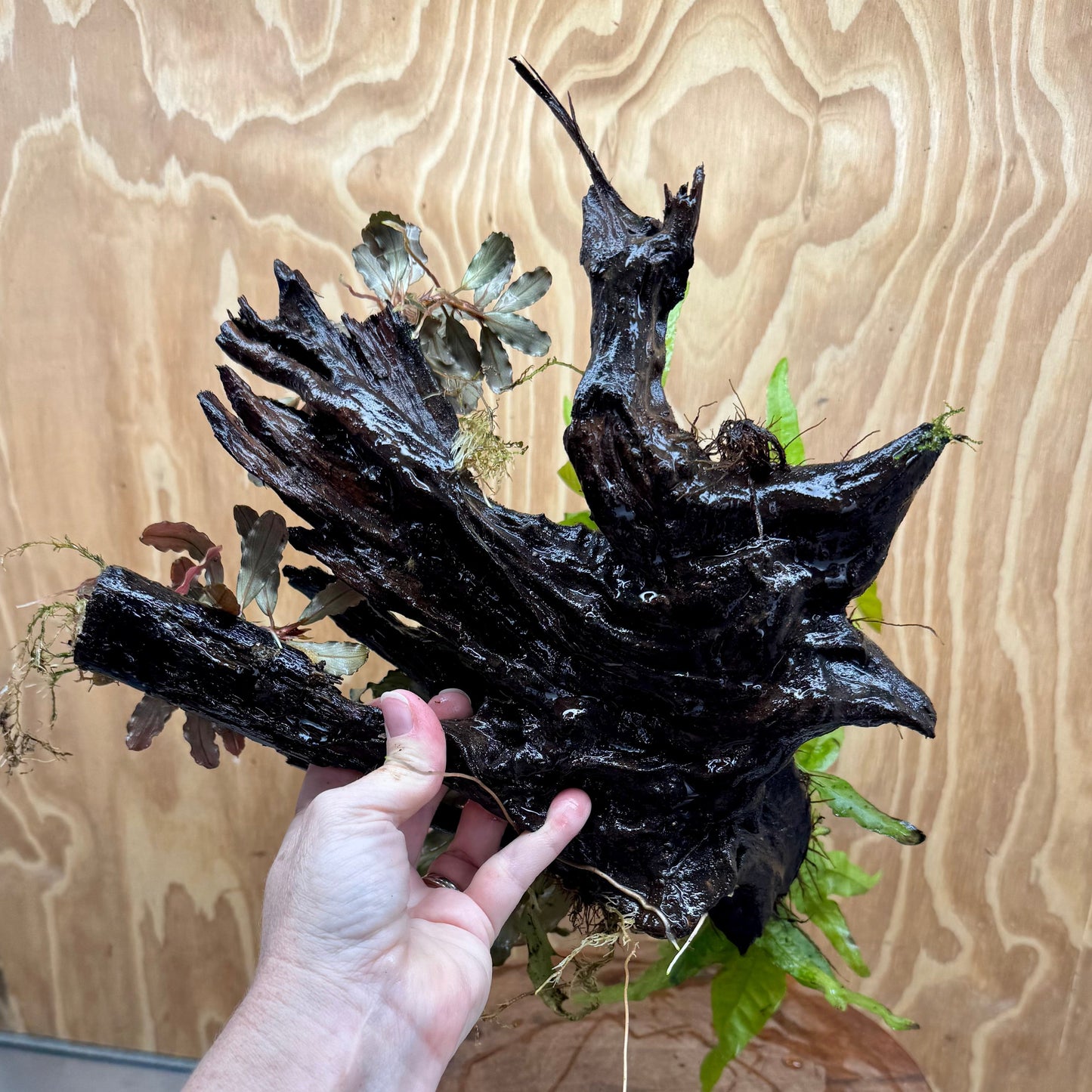 Scapeshop.com.au One Only Triple Bucephalandra & Double Microsorum 'Indo'(Java Fern) Driftwood Creation - One Only Triple Bucephalandra & Double Microsorum 'Indo'(Java Fern) Driftwood Creation - One Only