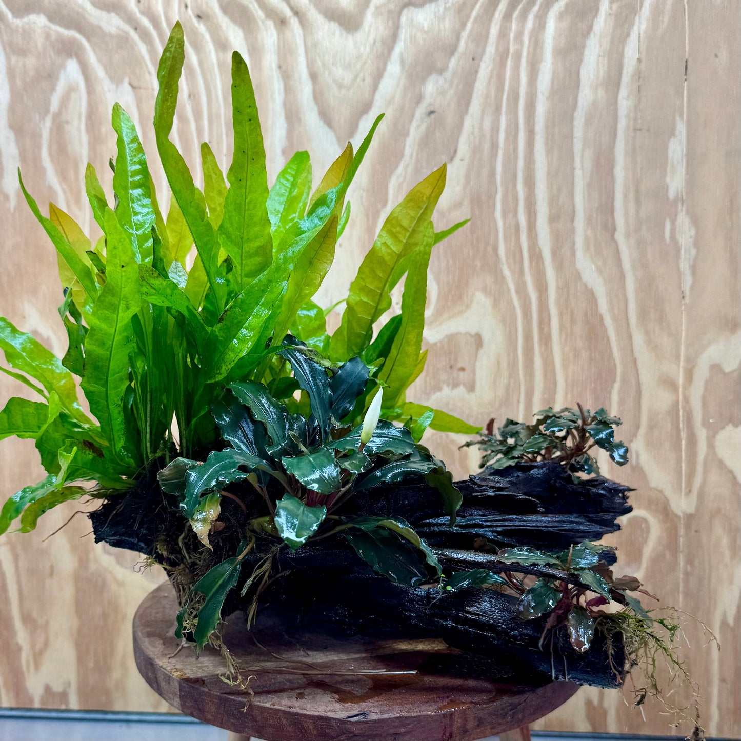 Scapeshop.com.au One Only Triple Bucephalandra & Double Microsorum 'Indo'(Java Fern) Driftwood Creation - One Only Triple Bucephalandra & Double Microsorum 'Indo'(Java Fern) Driftwood Creation - One Only