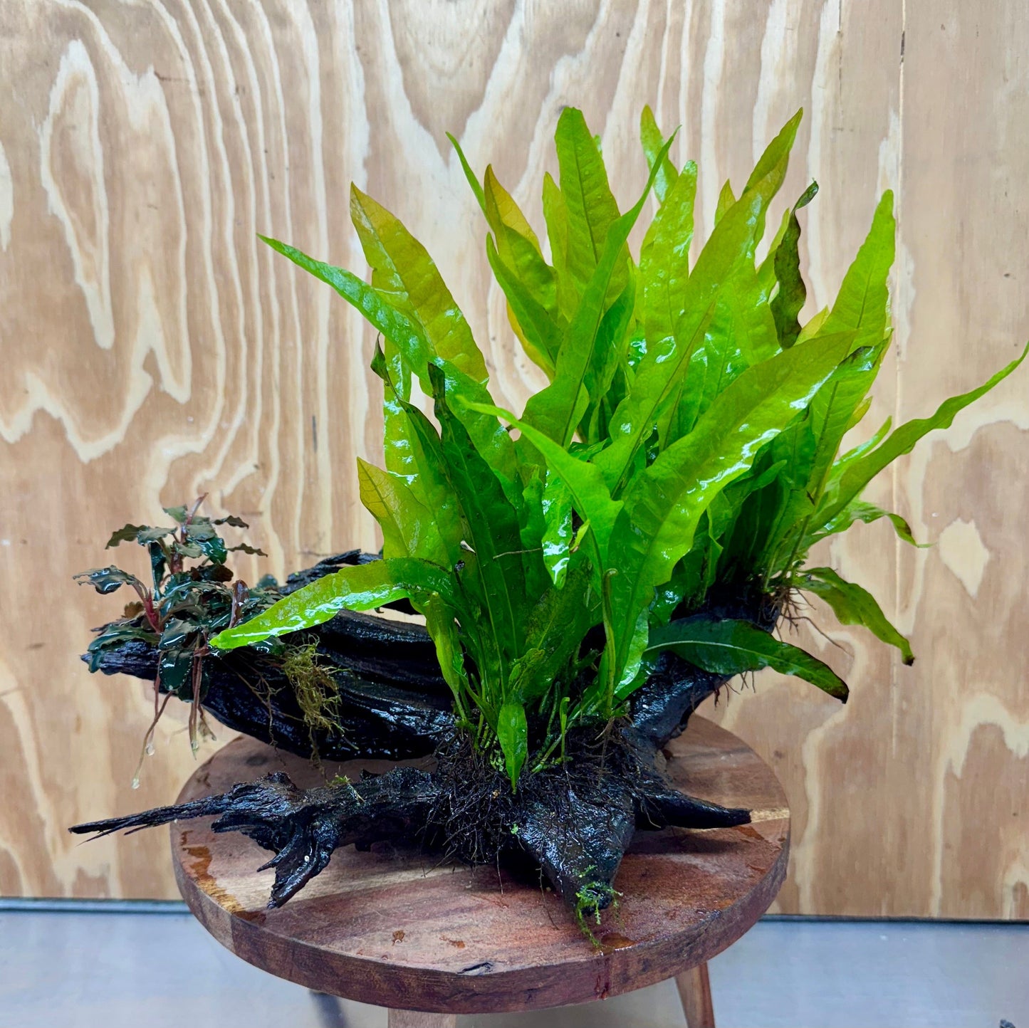 Scapeshop.com.au One Only Triple Bucephalandra & Double Microsorum 'Indo'(Java Fern) Driftwood Creation - One Only Triple Bucephalandra & Double Microsorum 'Indo'(Java Fern) Driftwood Creation - One Only