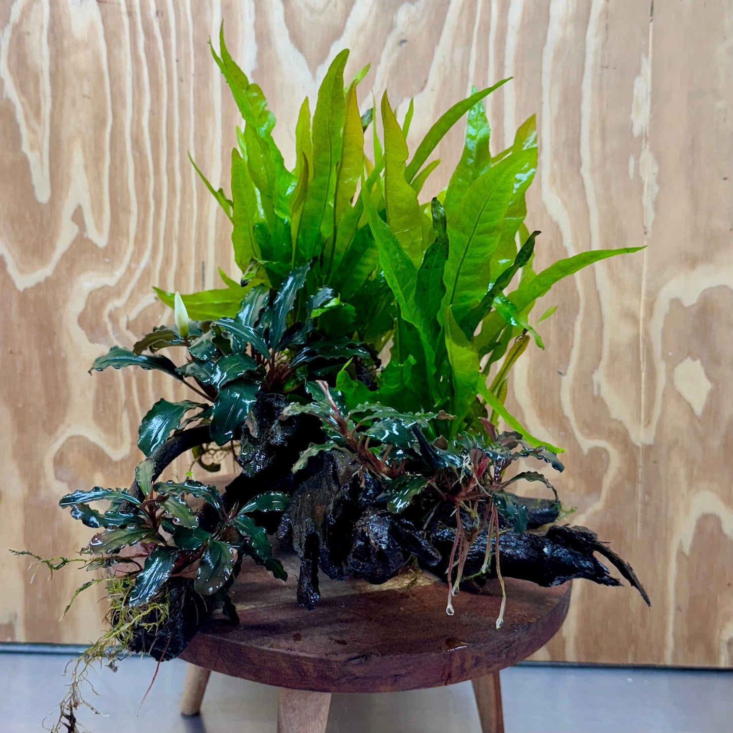 Scapeshop.com.au One Only Triple Bucephalandra & Double Microsorum 'Indo'(Java Fern) Driftwood Creation - One Only Triple Bucephalandra & Double Microsorum 'Indo'(Java Fern) Driftwood Creation - One Only